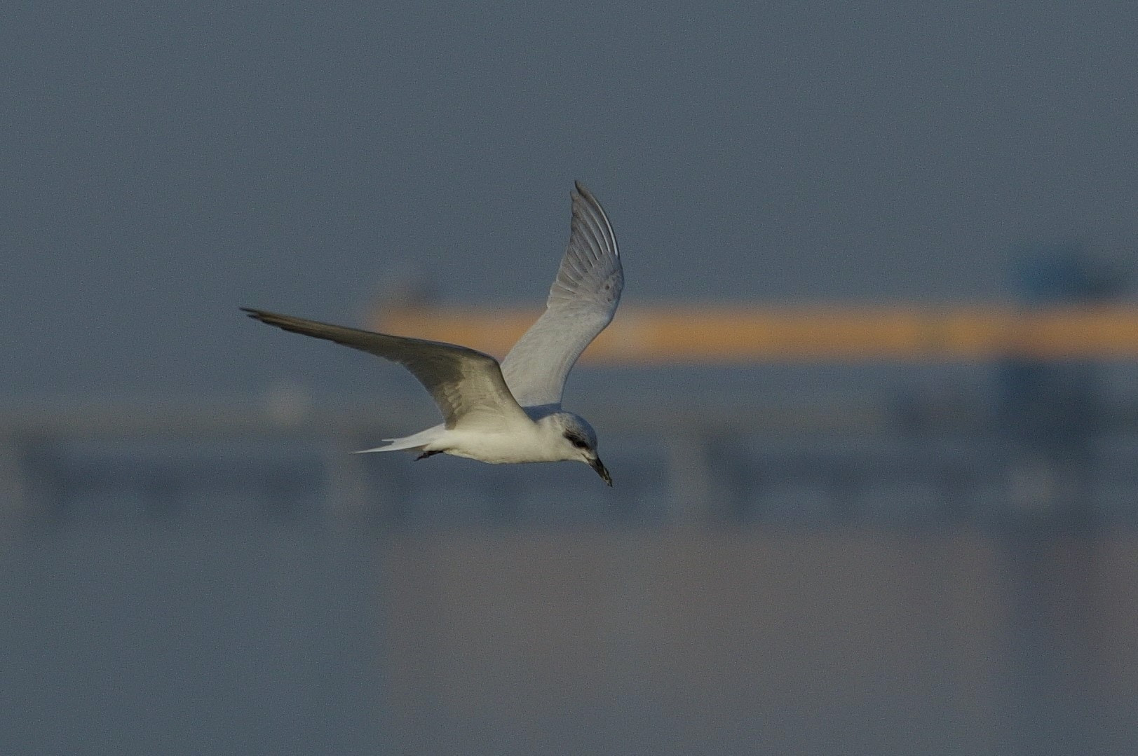 smc PENTAX-F* 300mm F4.5 ED[IF] sample photo