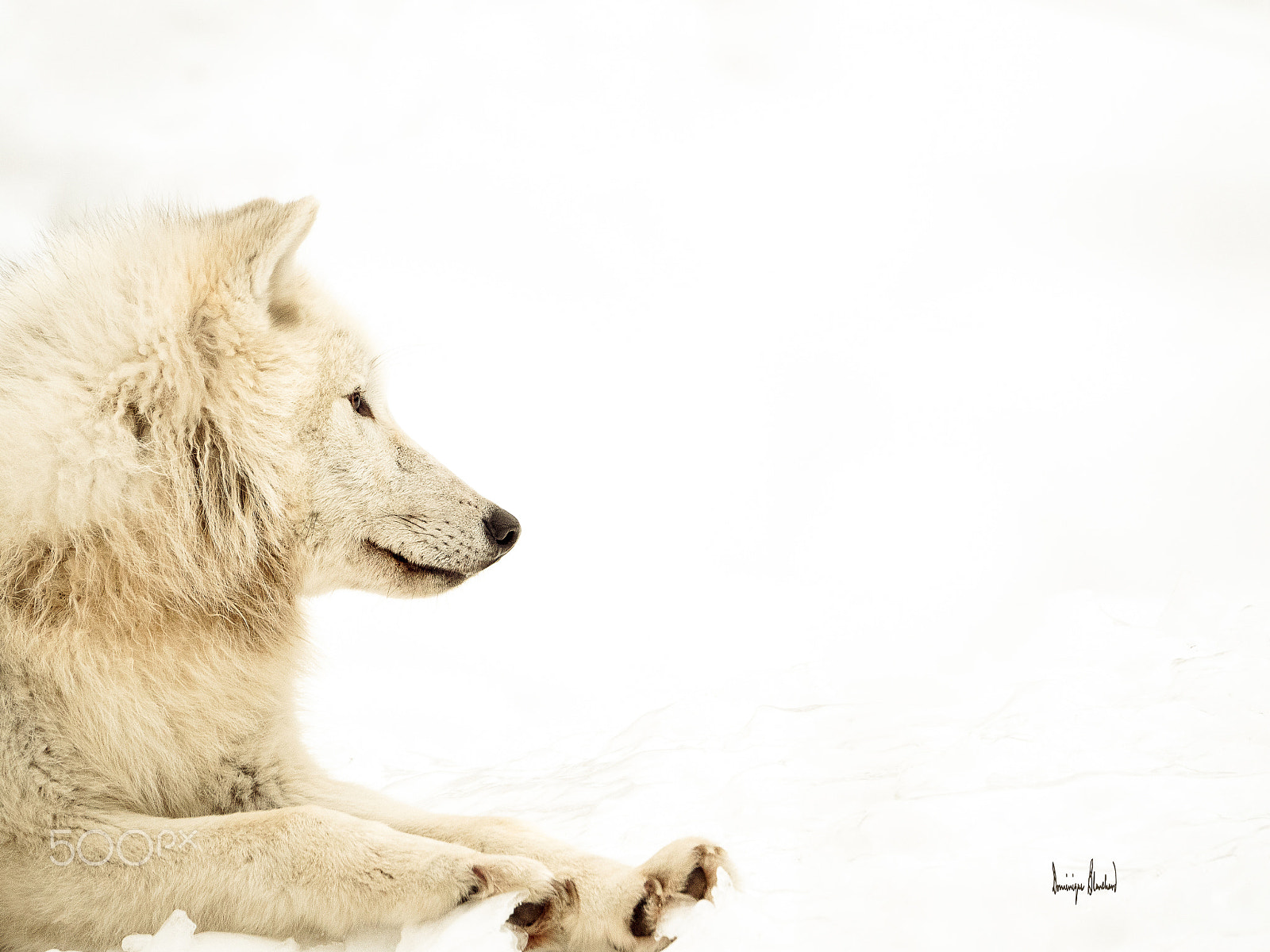Olympus OM-D E-M5 II sample photo. Loup blanc photography