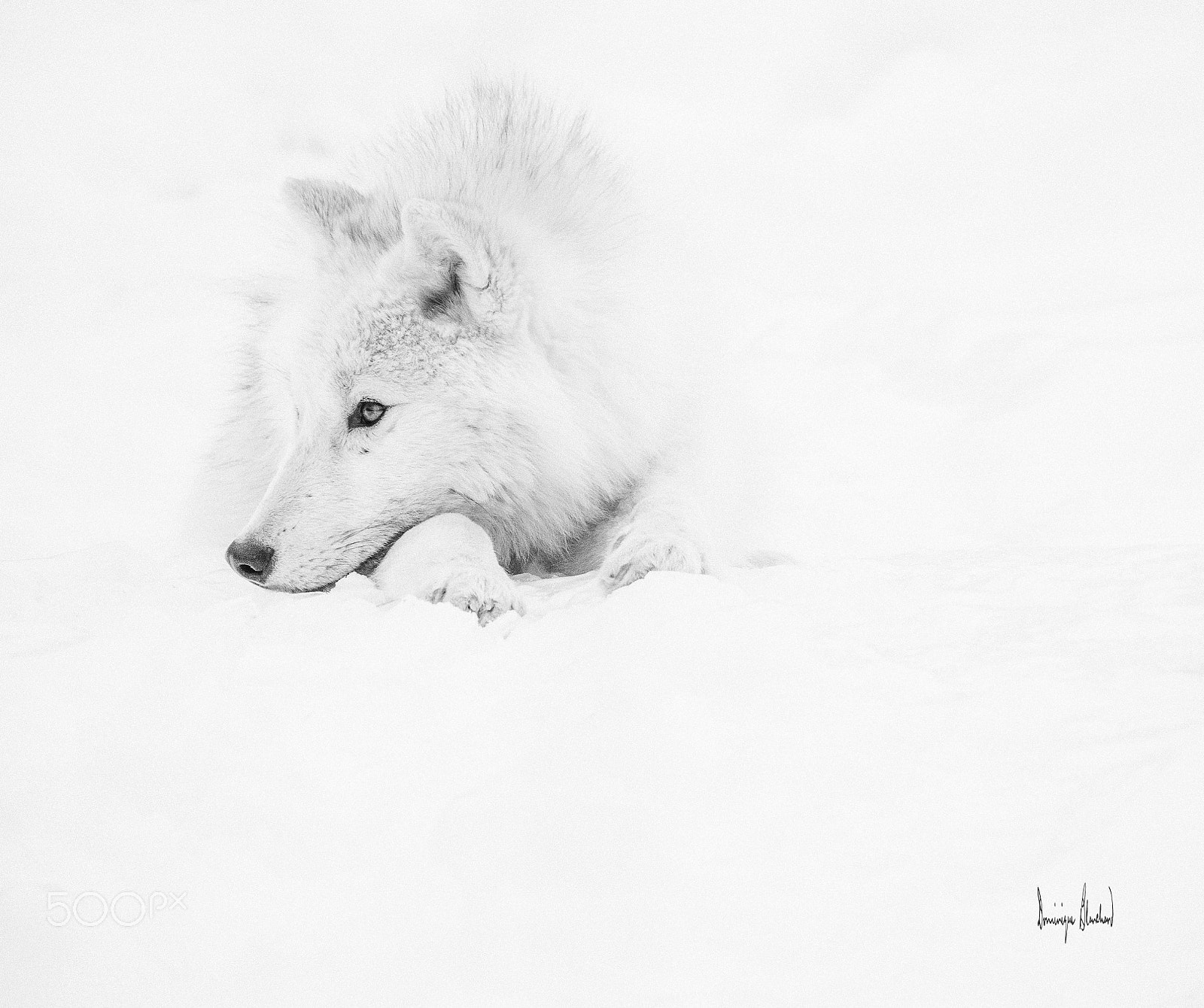 Olympus OM-D E-M5 II sample photo. Loup blanc photography