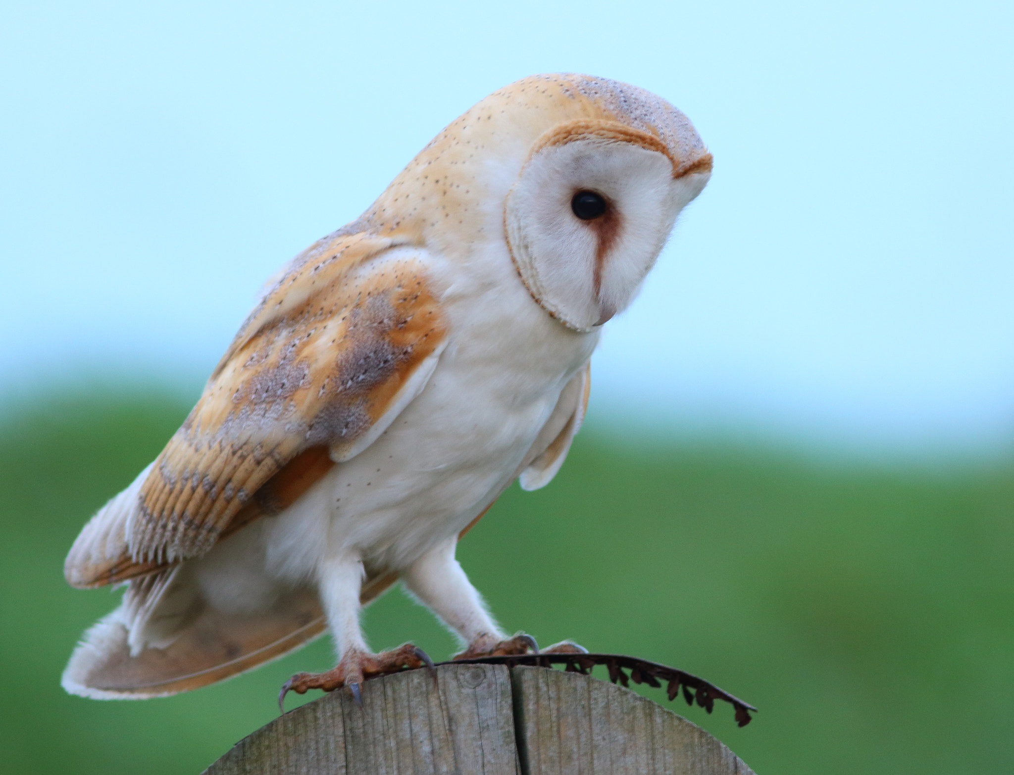 Canon EF 300mm F4L IS USM sample photo. Barn owl photography