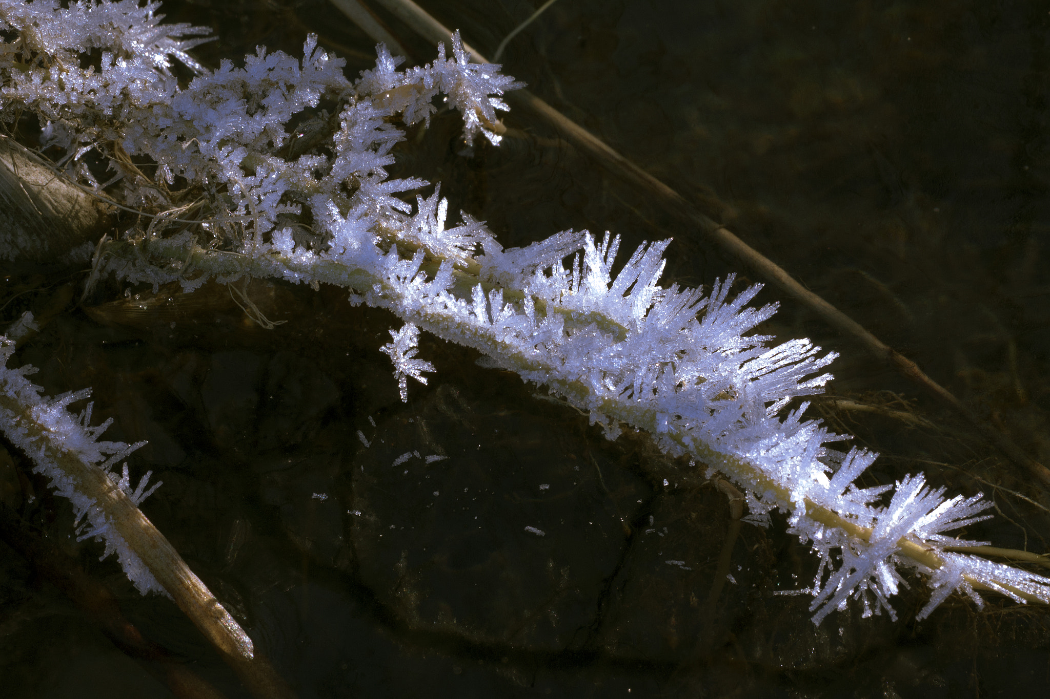 Canon EF 180mm F3.5L Macro USM sample photo. Frost with needles i. photography