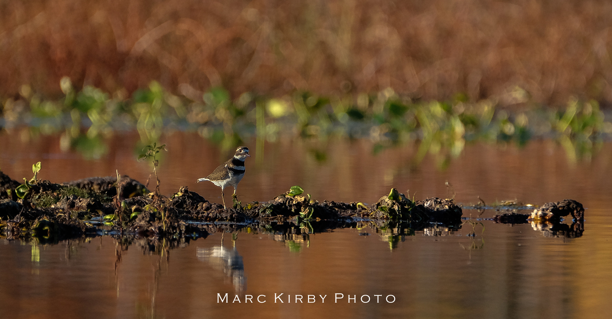 Fujifilm XF 100-400mm F4.5-5.6 R LM OIS WR sample photo. Ohio killdeer photography