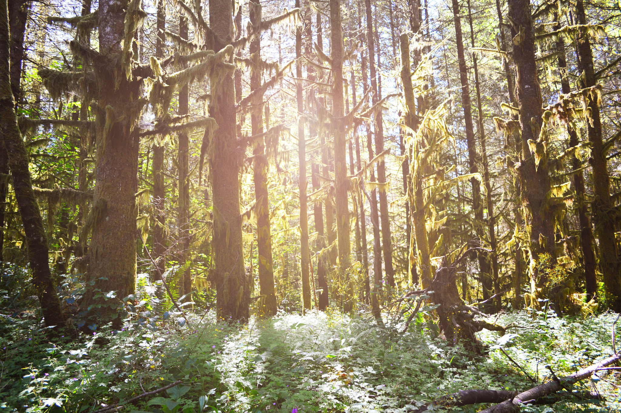 Nikon D3200 + Nikon AF-S Nikkor 28mm F1.8G sample photo. Ames forest photography