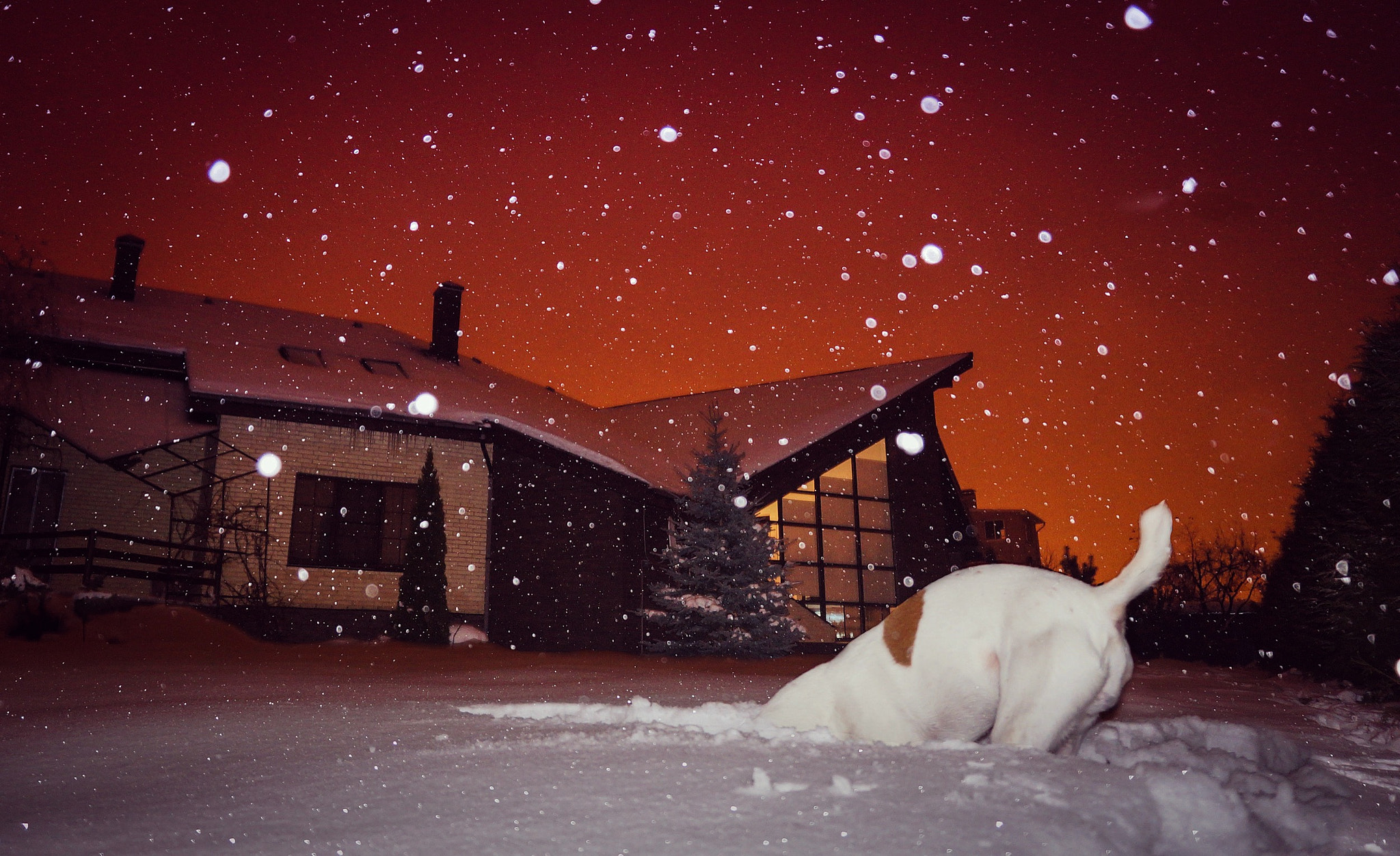 Sony Alpha NEX-5N sample photo. In search of christmas presents photography