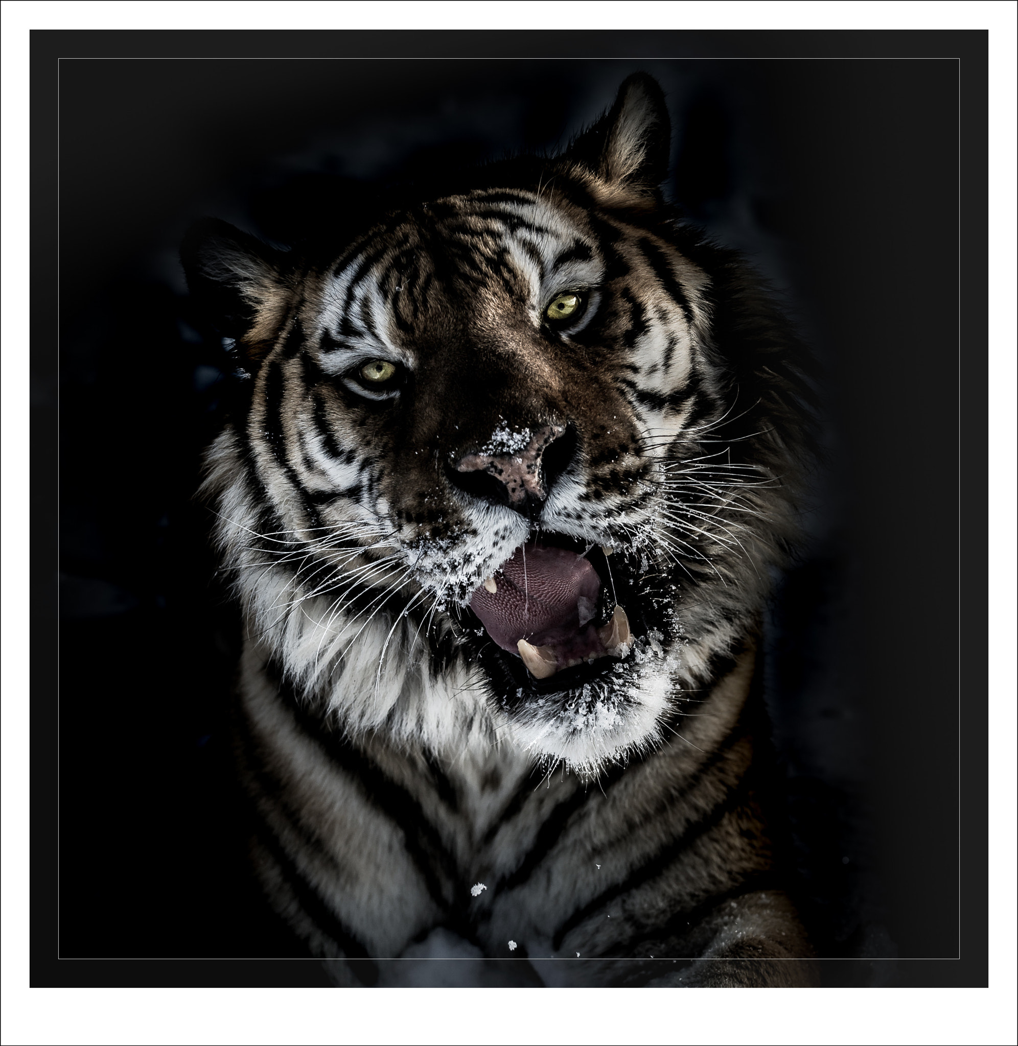 Nikon D3S sample photo. Siberian tiger photography