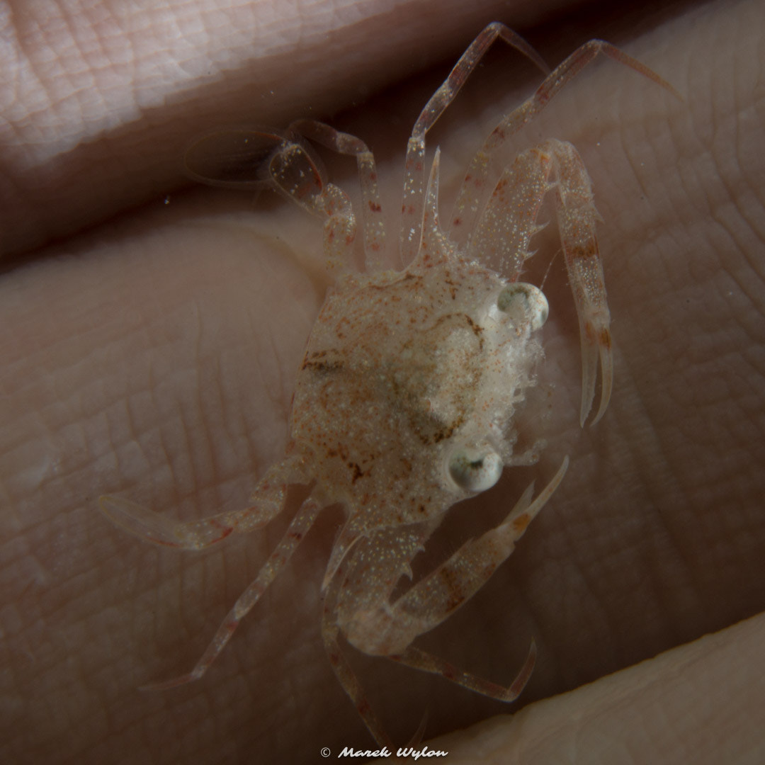 Nikon AF-S Micro-Nikkor 60mm F2.8G ED sample photo. Crab juvenile | palau | 2015.05.01 photography