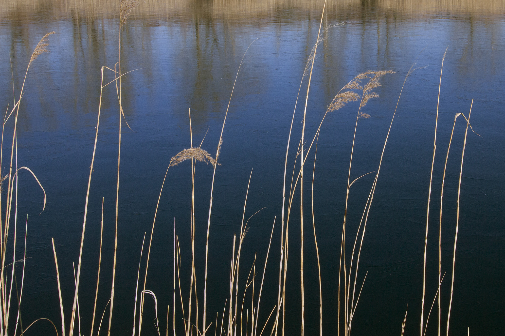 Tokina AT-X Pro 12-24mm F4 (IF) DX sample photo. Reeds and lake photography