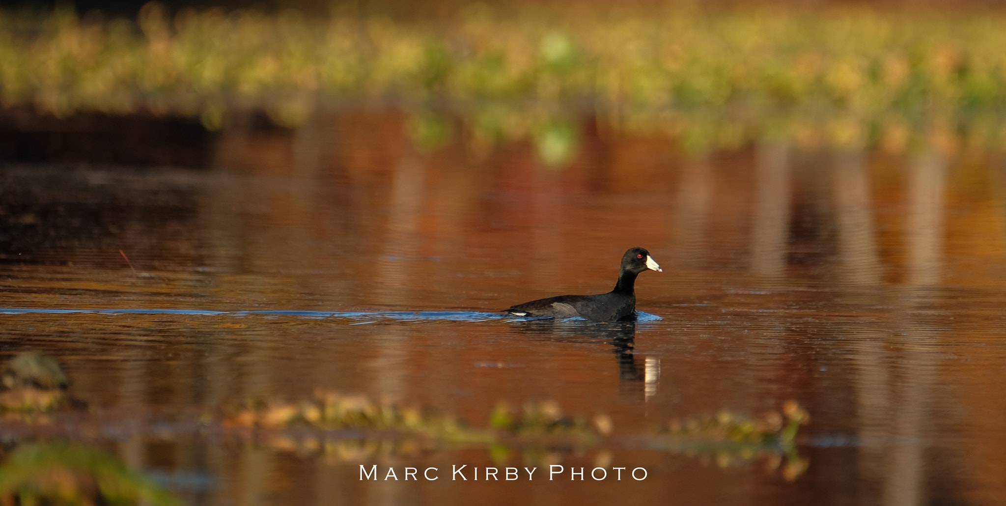 Fujifilm XF 100-400mm F4.5-5.6 R LM OIS WR sample photo. Mogadore reservoir coot photography