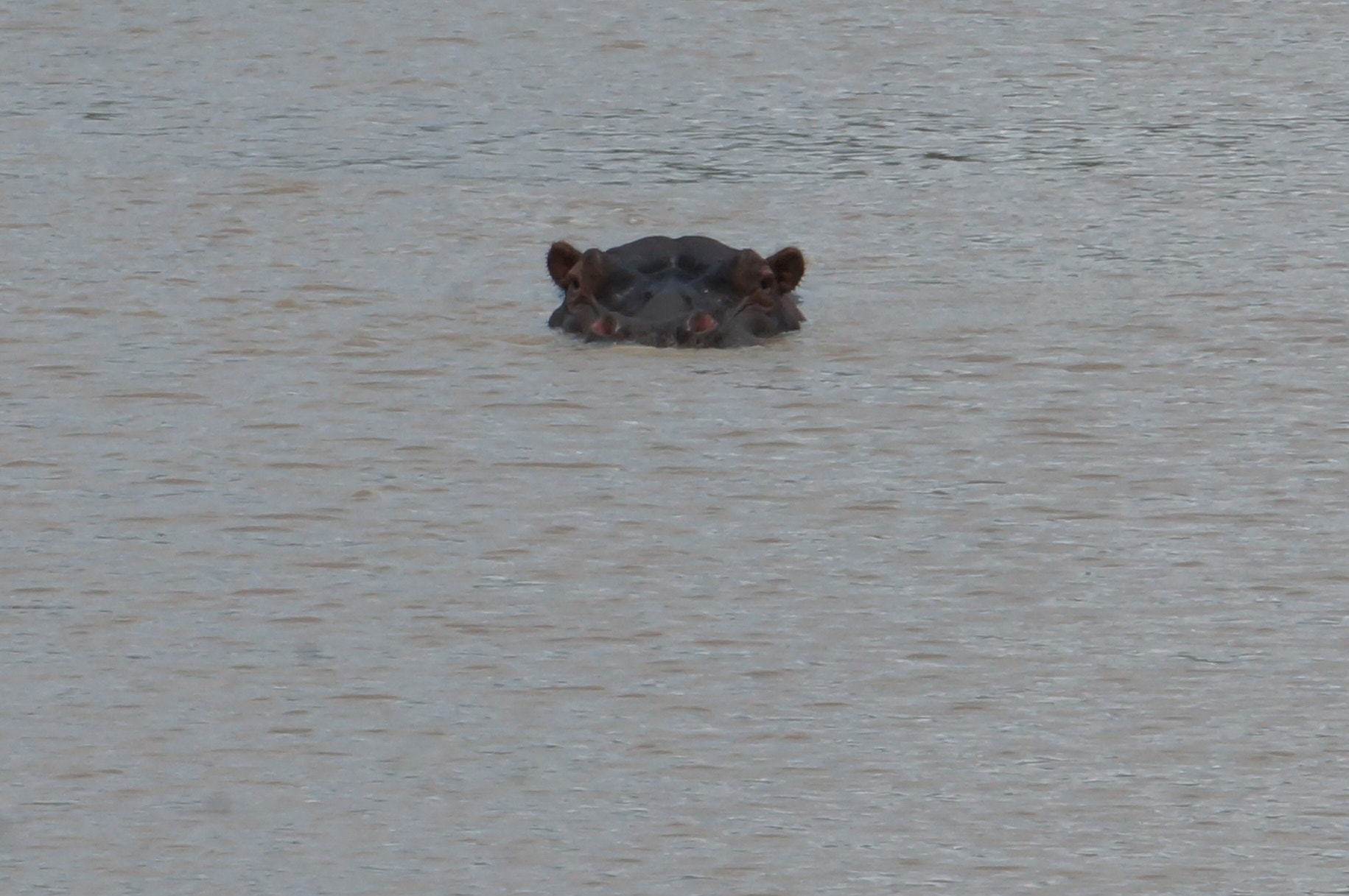 Sony E 55-210mm F4.5-6.3 OSS sample photo. Hide and seek hippo photography