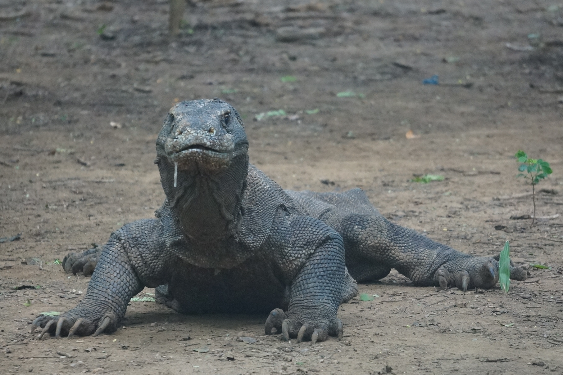 Sony Alpha NEX-5N + Sony E 55-210mm F4.5-6.3 OSS sample photo. Dribbling dragon photography