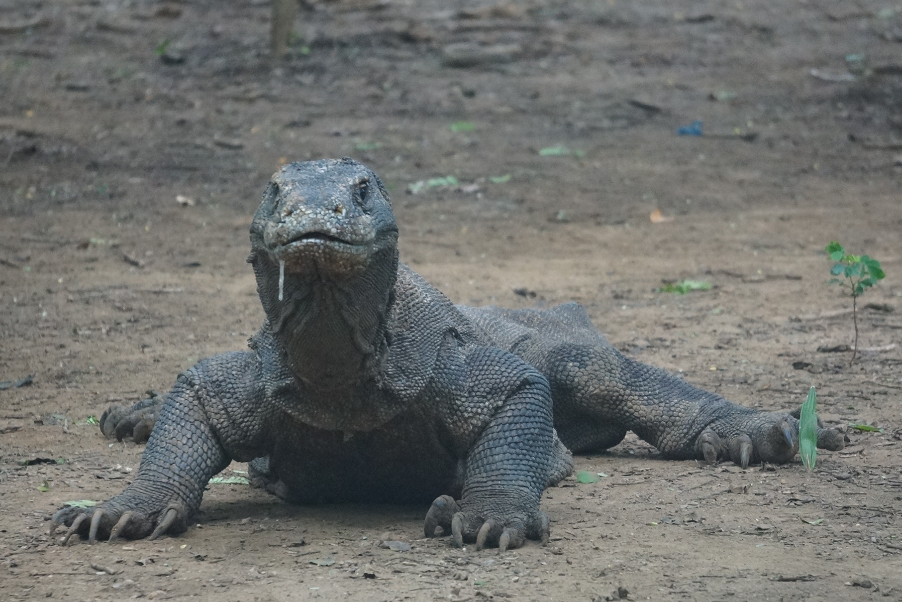 Sony Alpha NEX-5N sample photo. Dribbling dragon photography