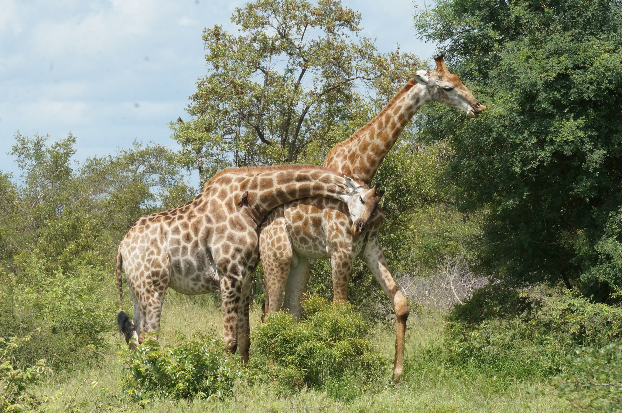 Sony Alpha NEX-5N sample photo. Giraffe love photography