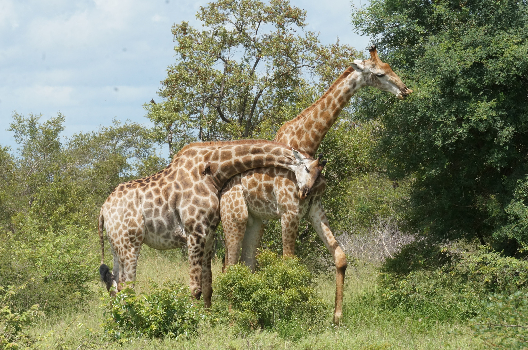 Sony E 55-210mm F4.5-6.3 OSS sample photo. Giraffe love photography