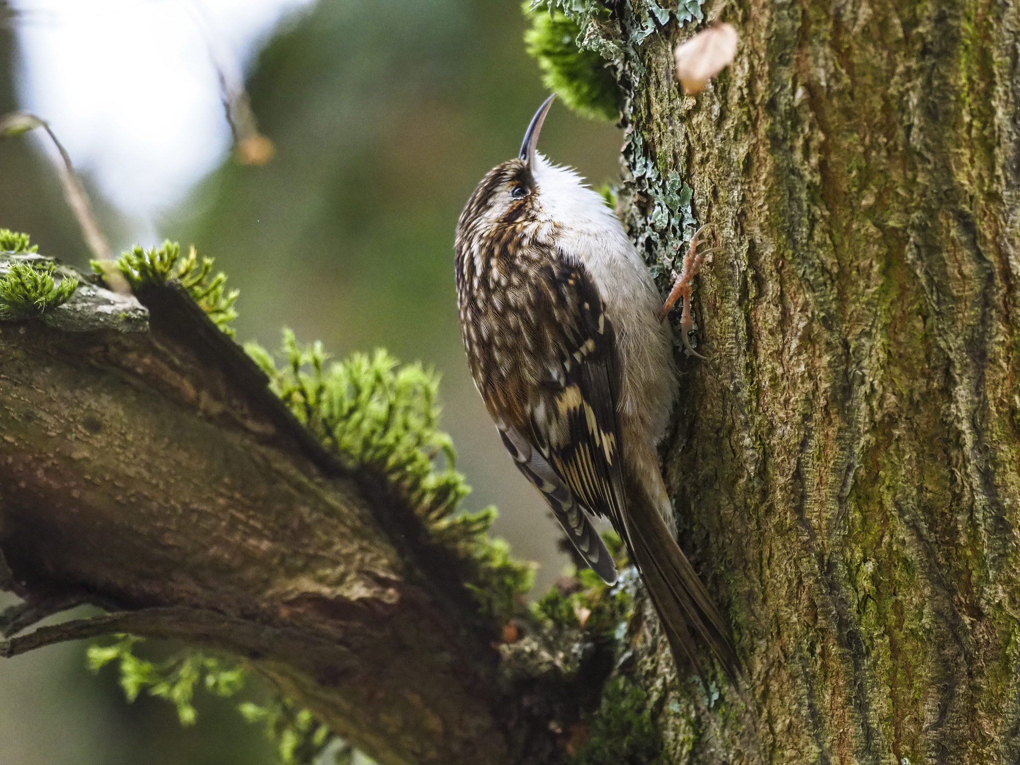 Olympus OM-D E-M1 Mark II + OLYMPUS M.300mm F4.0 sample photo. Brown creeper photography