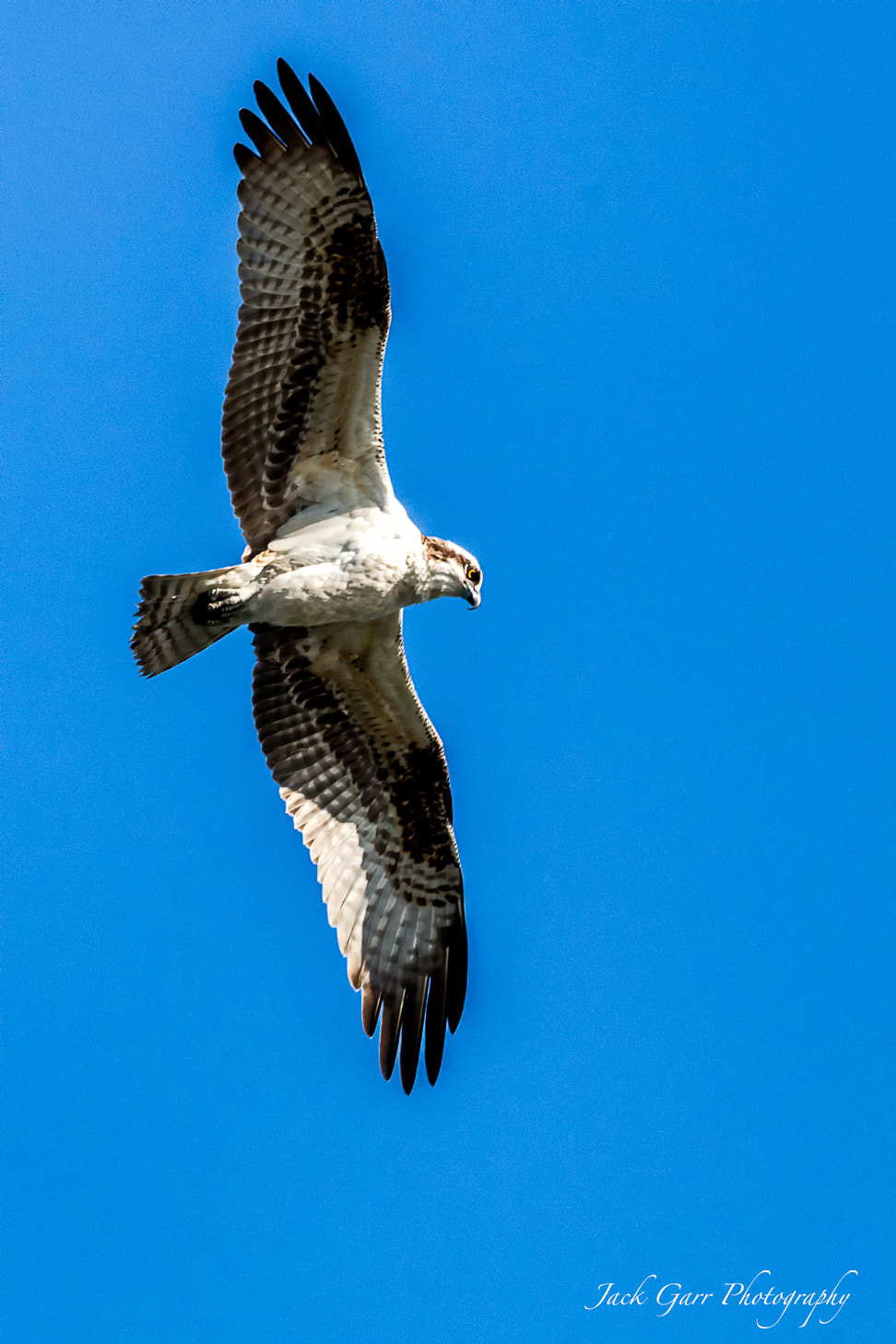 Canon EOS 5DS sample photo. Osprey flying photography