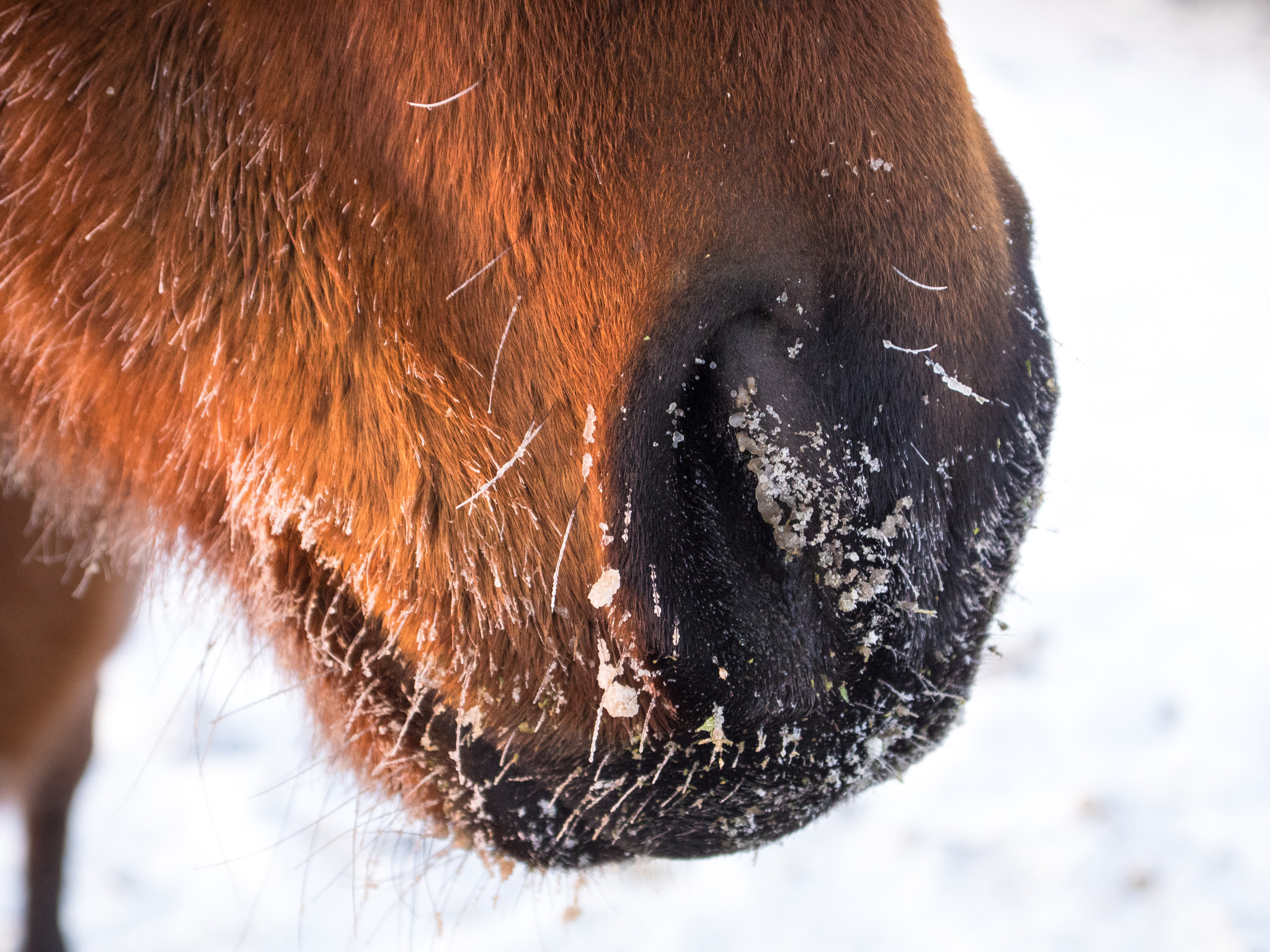 Olympus OM-D E-M1 sample photo. A frosty nose photography