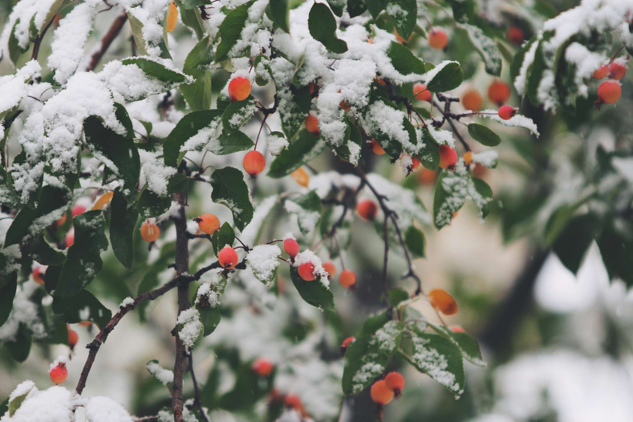Canon EF 70-200mm F2.8L USM sample photo. Wild fruit photography