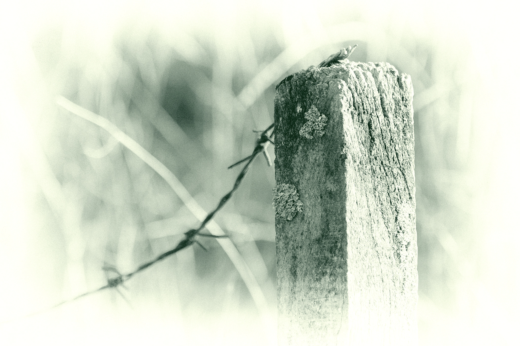 Canon EF 180mm F3.5L Macro USM sample photo. There was a fence ii. photography