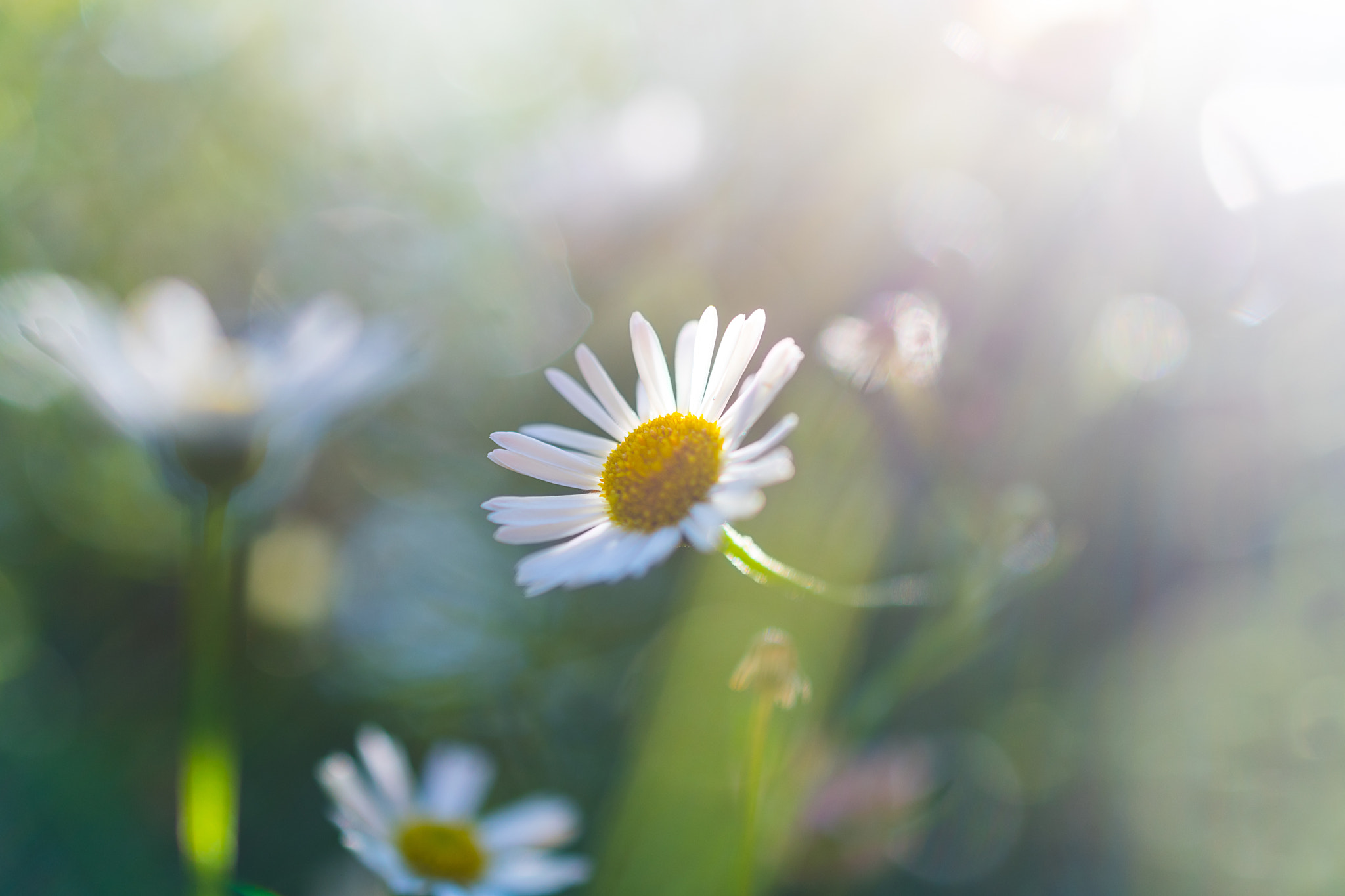 Nikon AF-S DX Micro Nikkor 40mm F2.8 sample photo. Sea daisies photography
