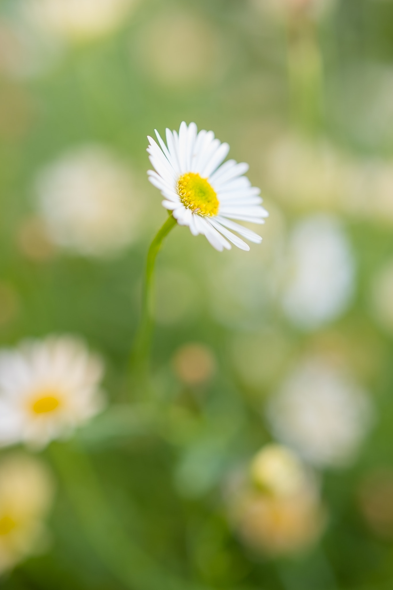 Nikon AF-S DX Micro Nikkor 40mm F2.8 sample photo. Sea daisies photography