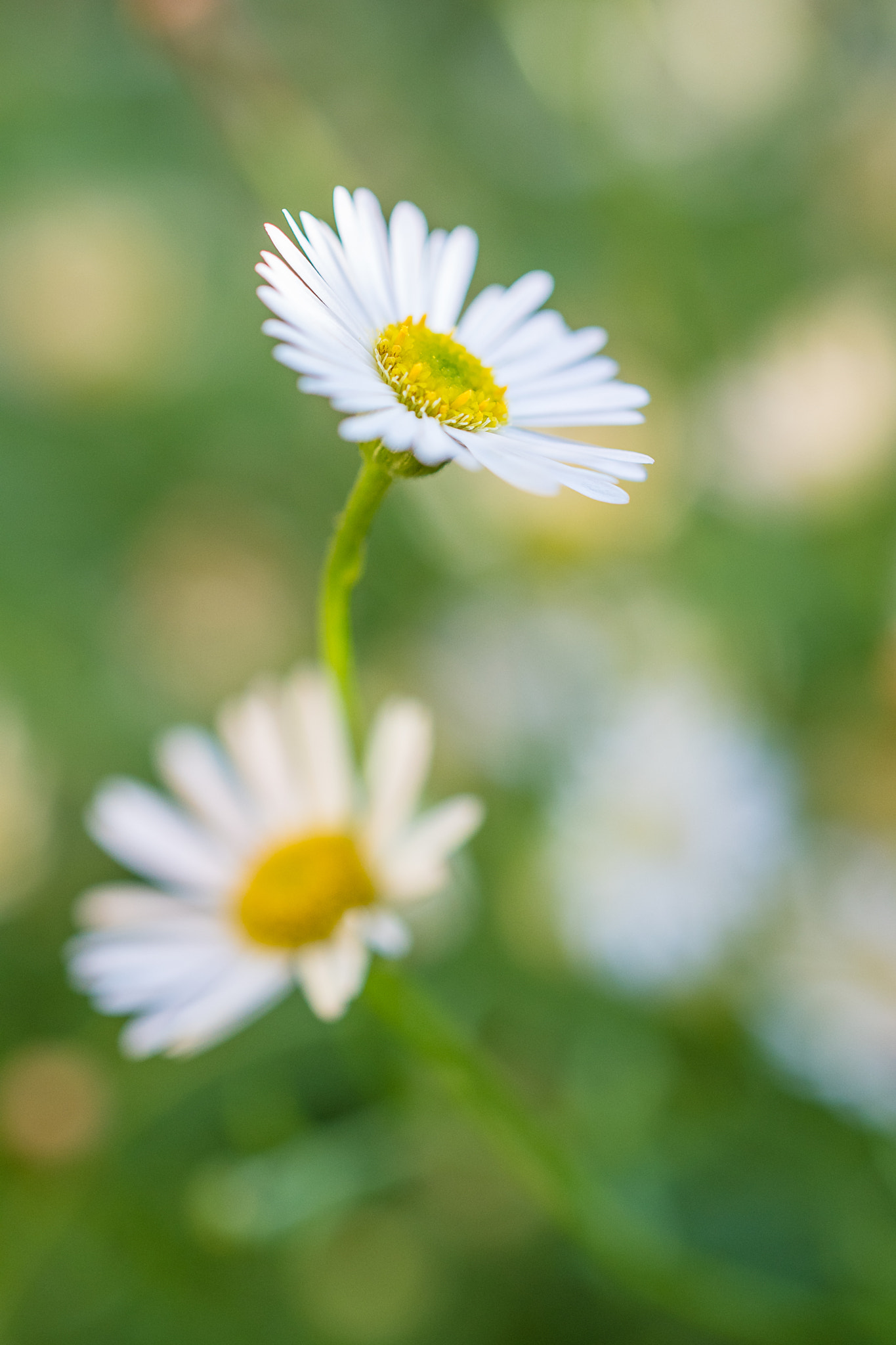 Nikon AF-S DX Micro Nikkor 40mm F2.8 sample photo. Sea daisies photography