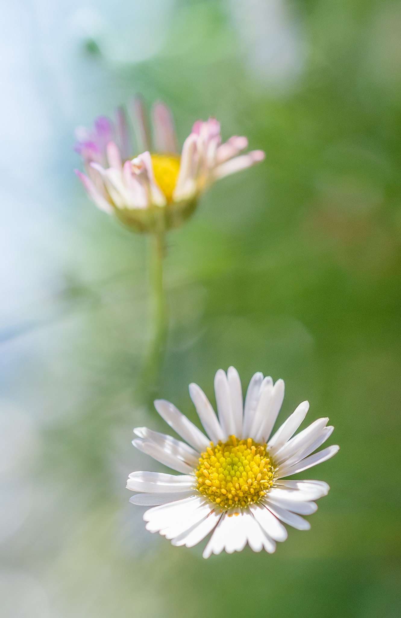 Nikon AF-S DX Micro Nikkor 40mm F2.8 sample photo. Sea daisies photography