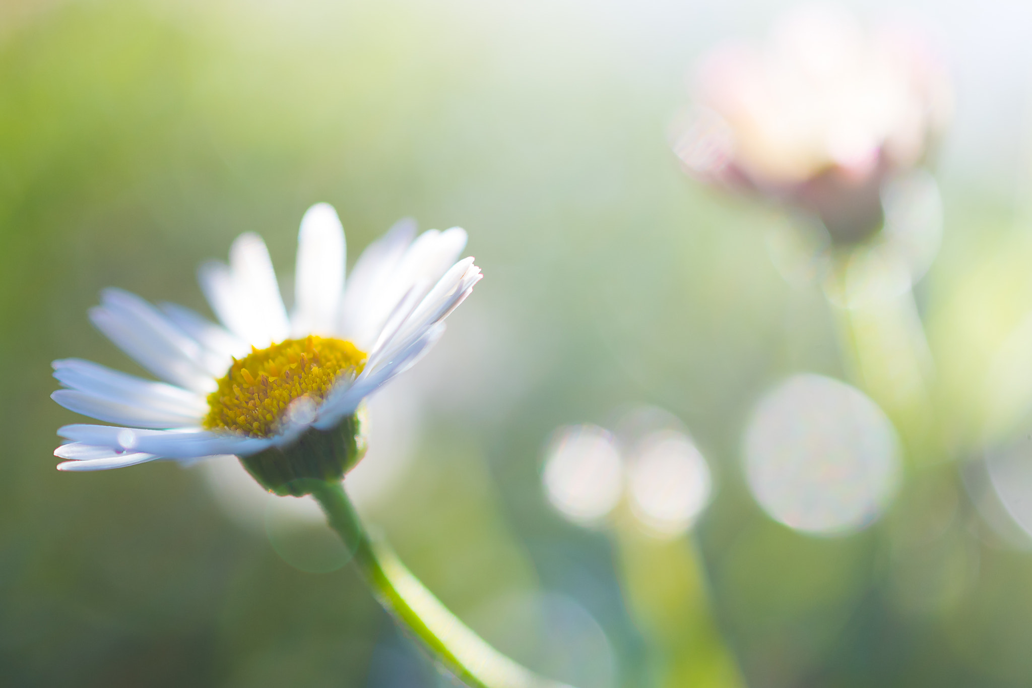 Nikon AF-S DX Micro Nikkor 40mm F2.8 sample photo. Sea daisies photography