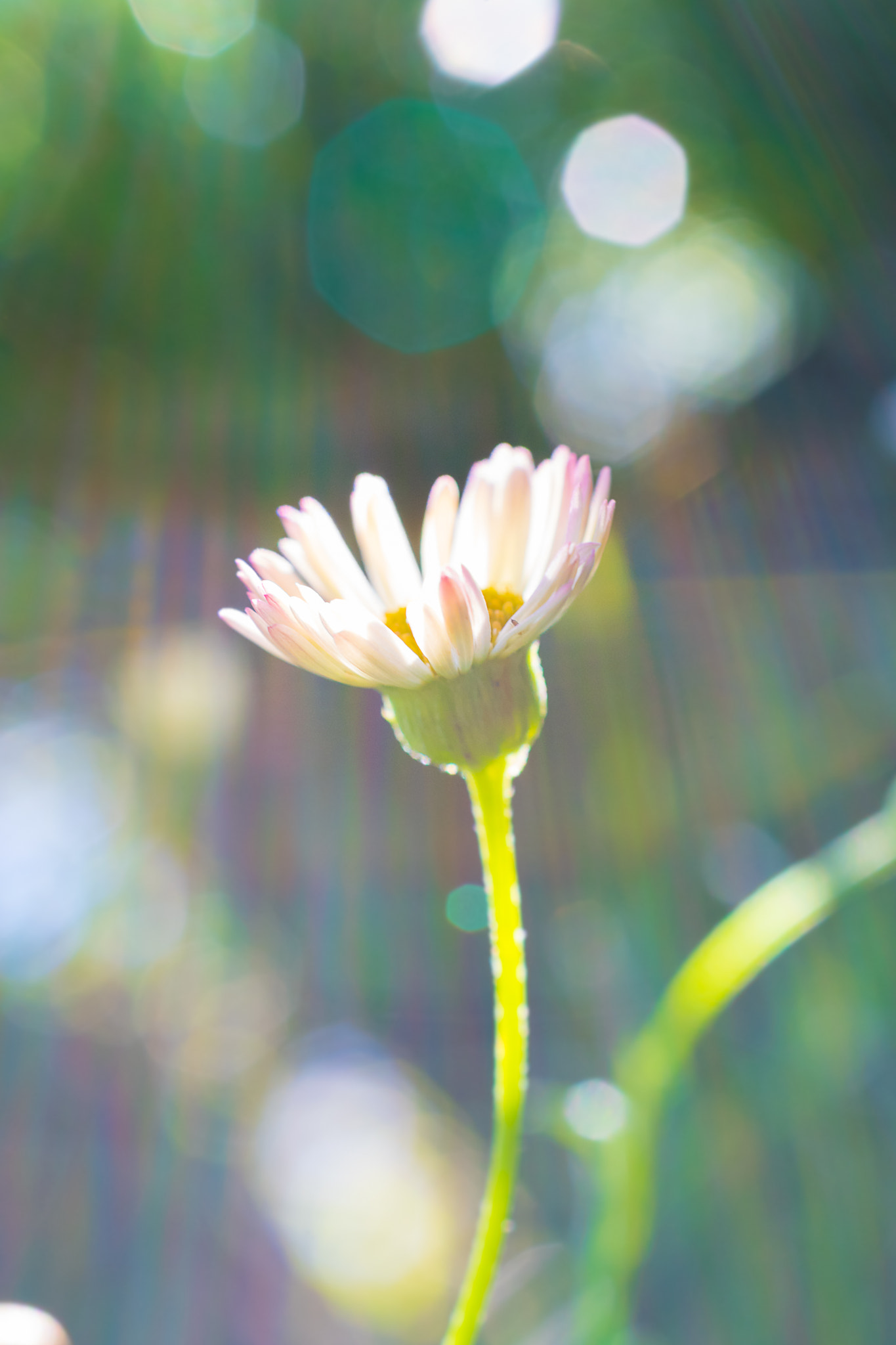 Nikon AF-S DX Micro Nikkor 40mm F2.8 sample photo. Sea daisies photography