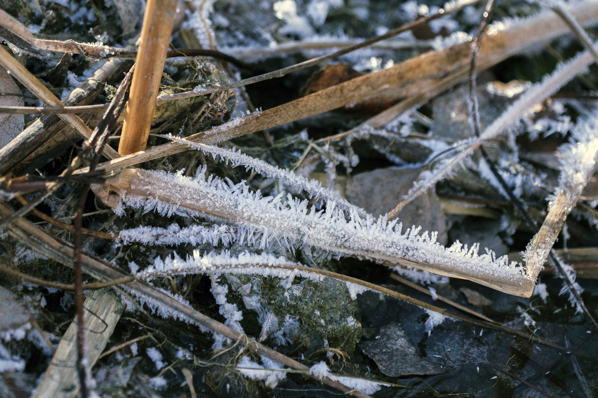 Canon EF 180mm F3.5L Macro USM sample photo. Frost with needles ii. photography