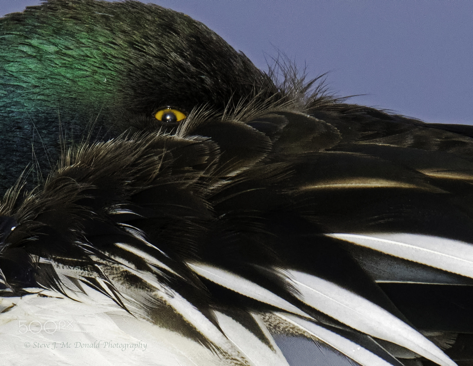 Nikon AF-S Nikkor 600mm F4E FL ED VR sample photo. Northern shoveler eye photography