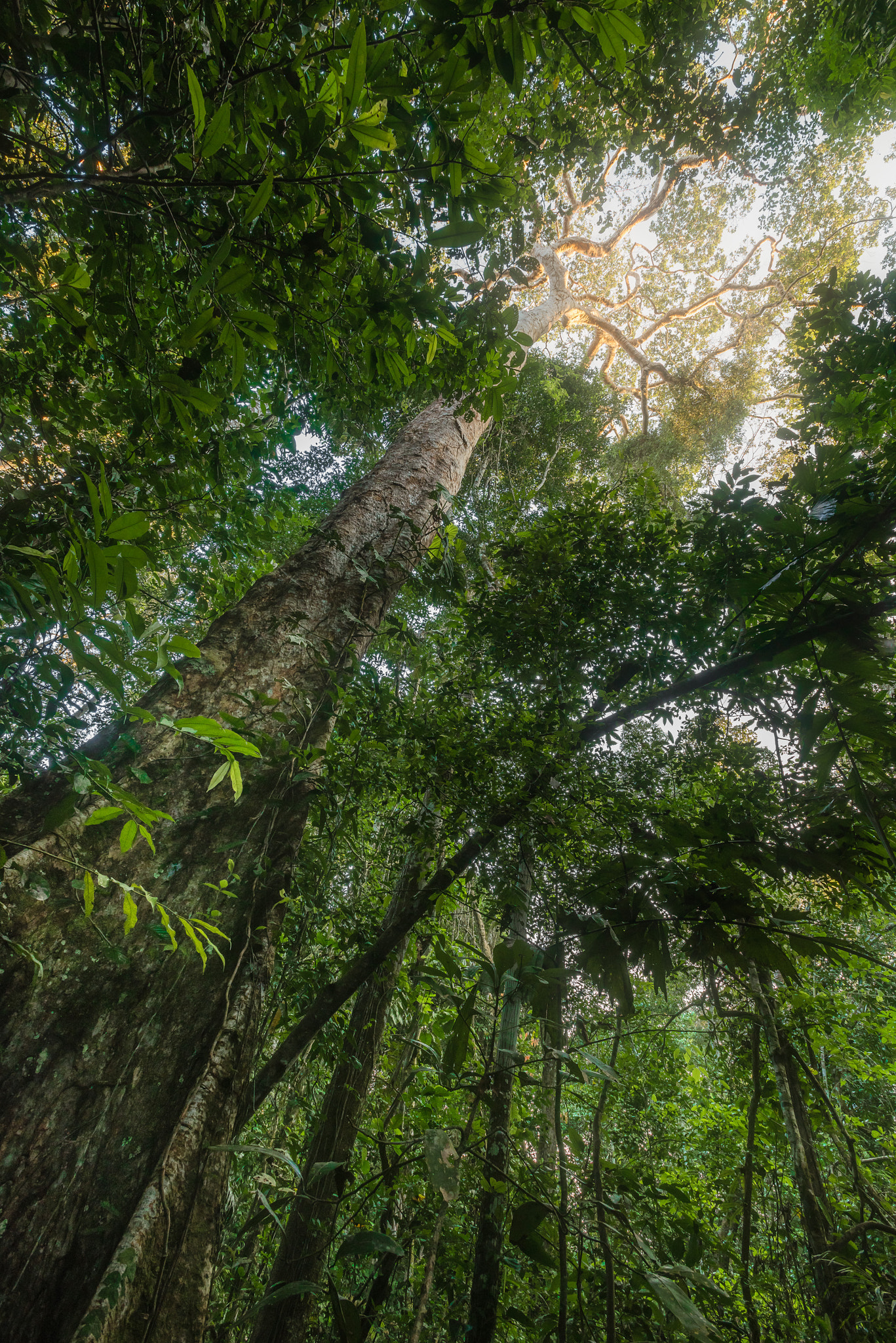 Nikon AF-S Nikkor 17-35mm F2.8D ED-IF sample photo. Amazon rainforest photography