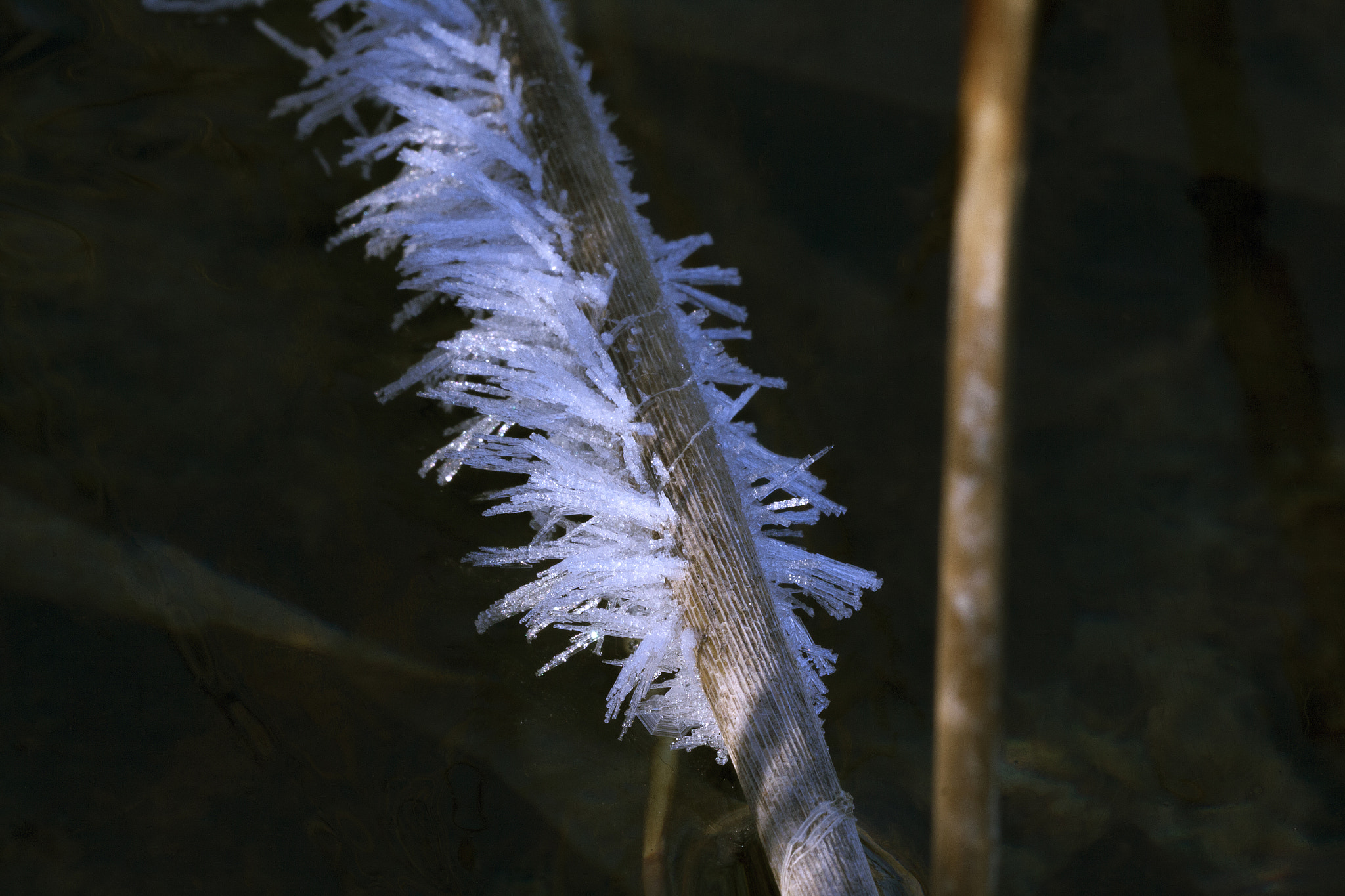 Canon EF 180mm F3.5L Macro USM sample photo. Frost with needles iii. photography