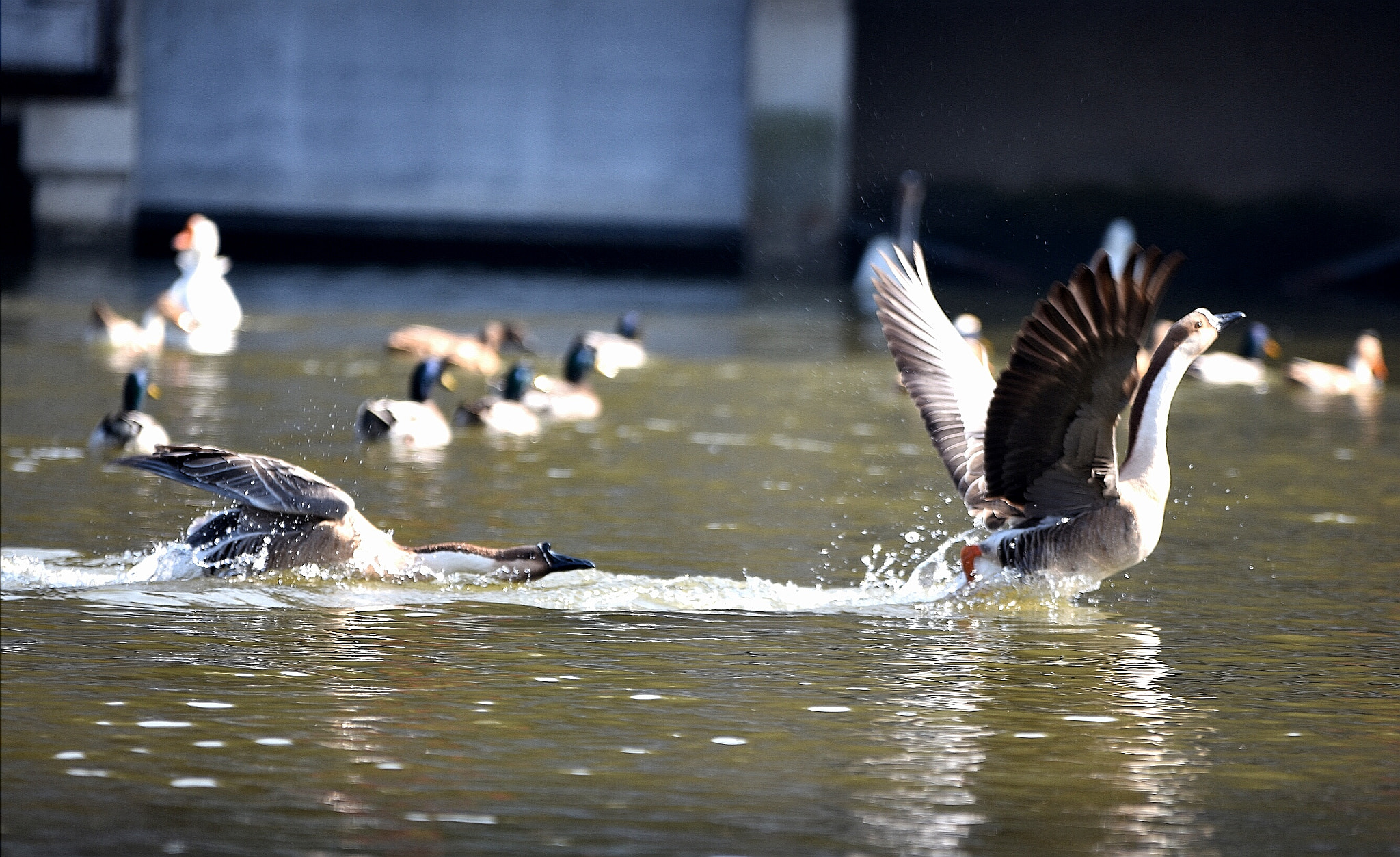 Nikon D7200 + Sigma 70-200mm F2.8 EX DG OS HSM sample photo. 嘻嘻 photography