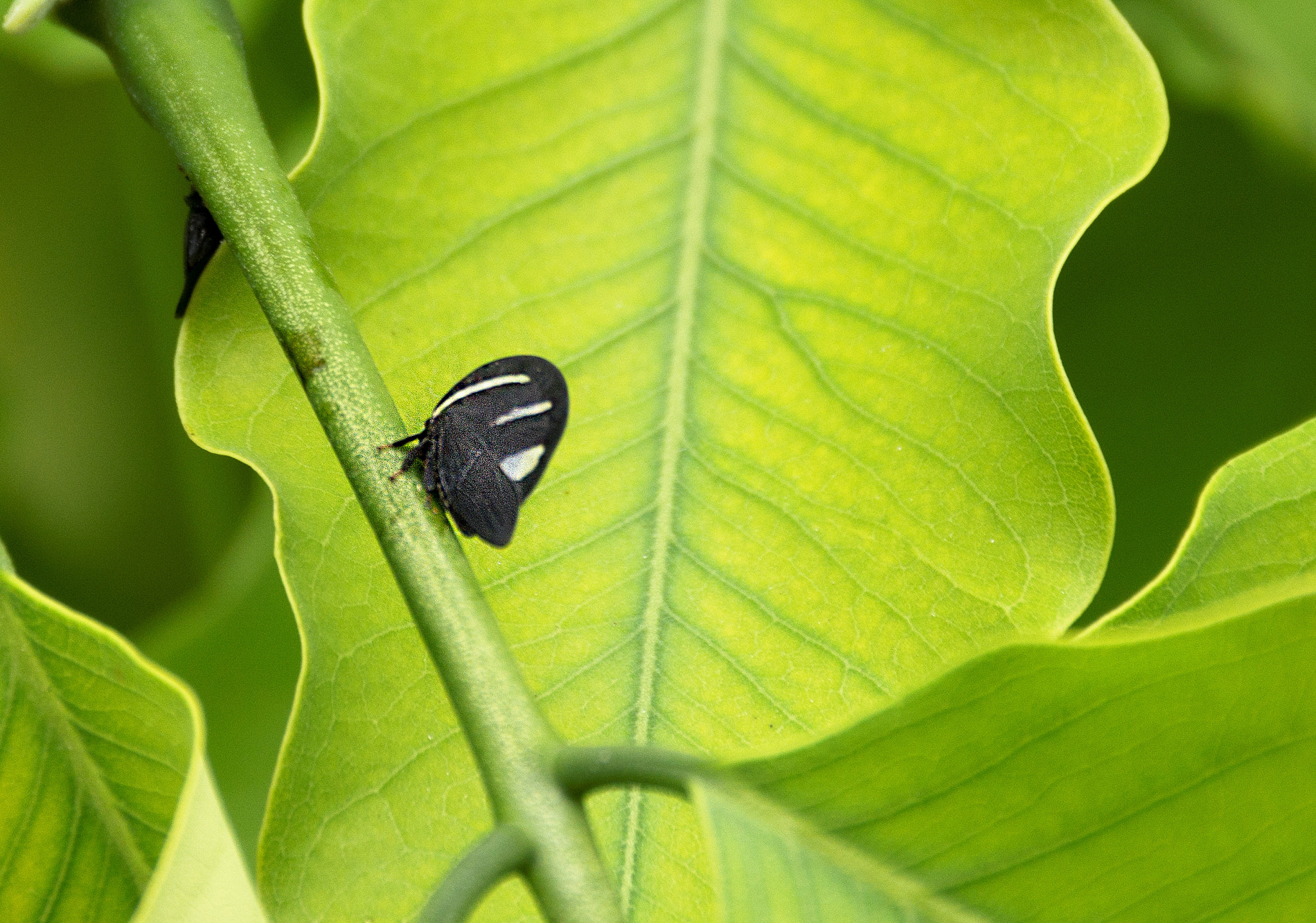 Nikon D7100 + PC Micro-Nikkor 85mm f/2.8D sample photo. Soldadinho () photography