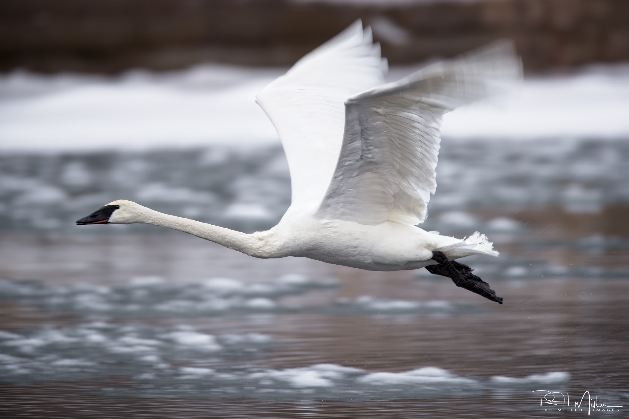 Canon EF 600mm F4L IS II USM sample photo. Flight of the swan photography