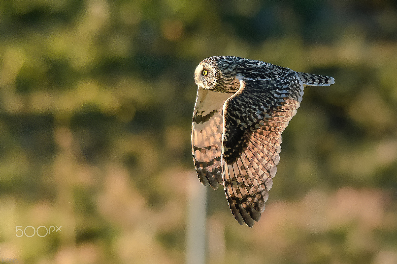 Nikon AF-S Nikkor 400mm F2.8G ED VR II sample photo. 31640204000.　　　komimi photography