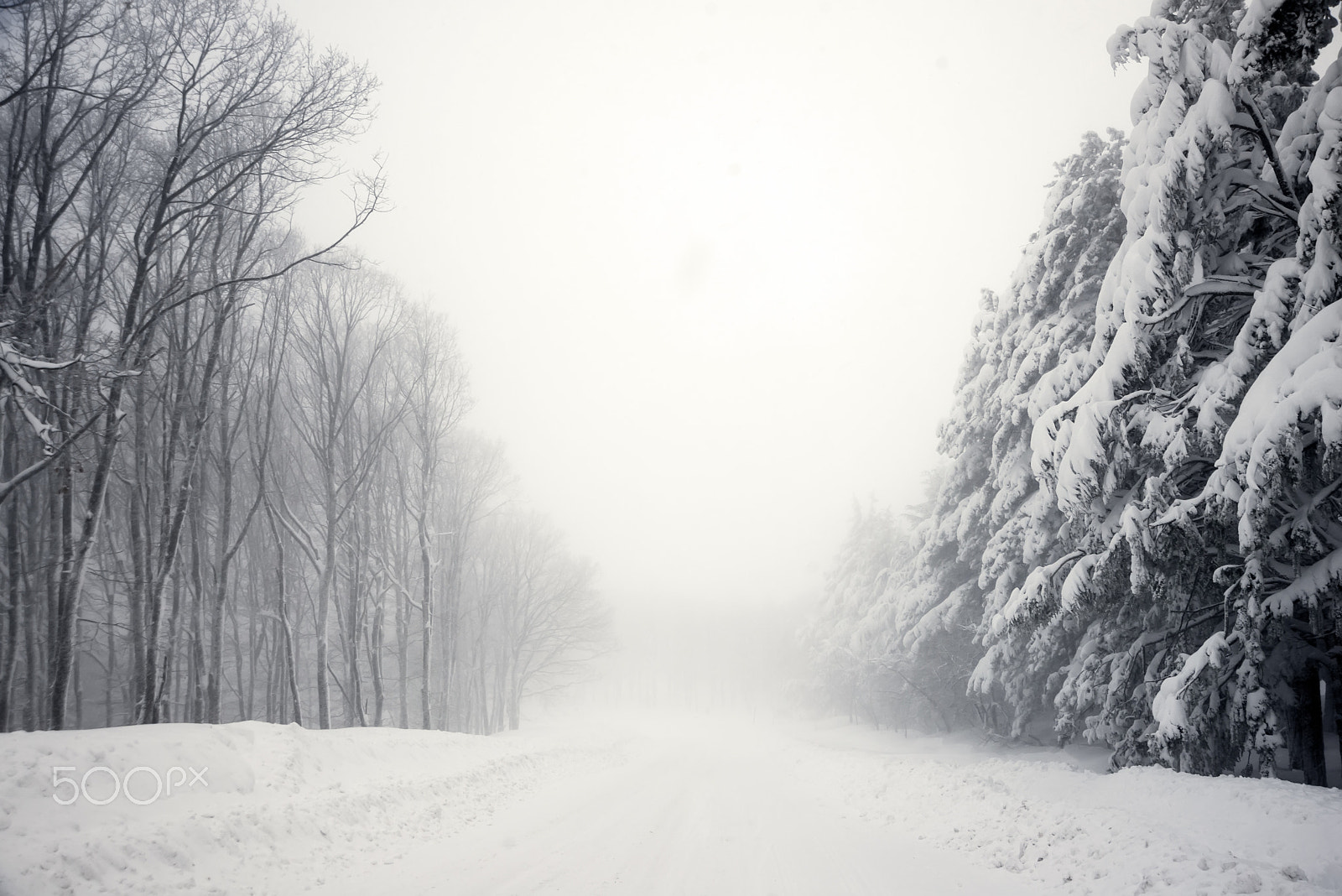 Nikon D610 sample photo. Road and trees in blizzard photography