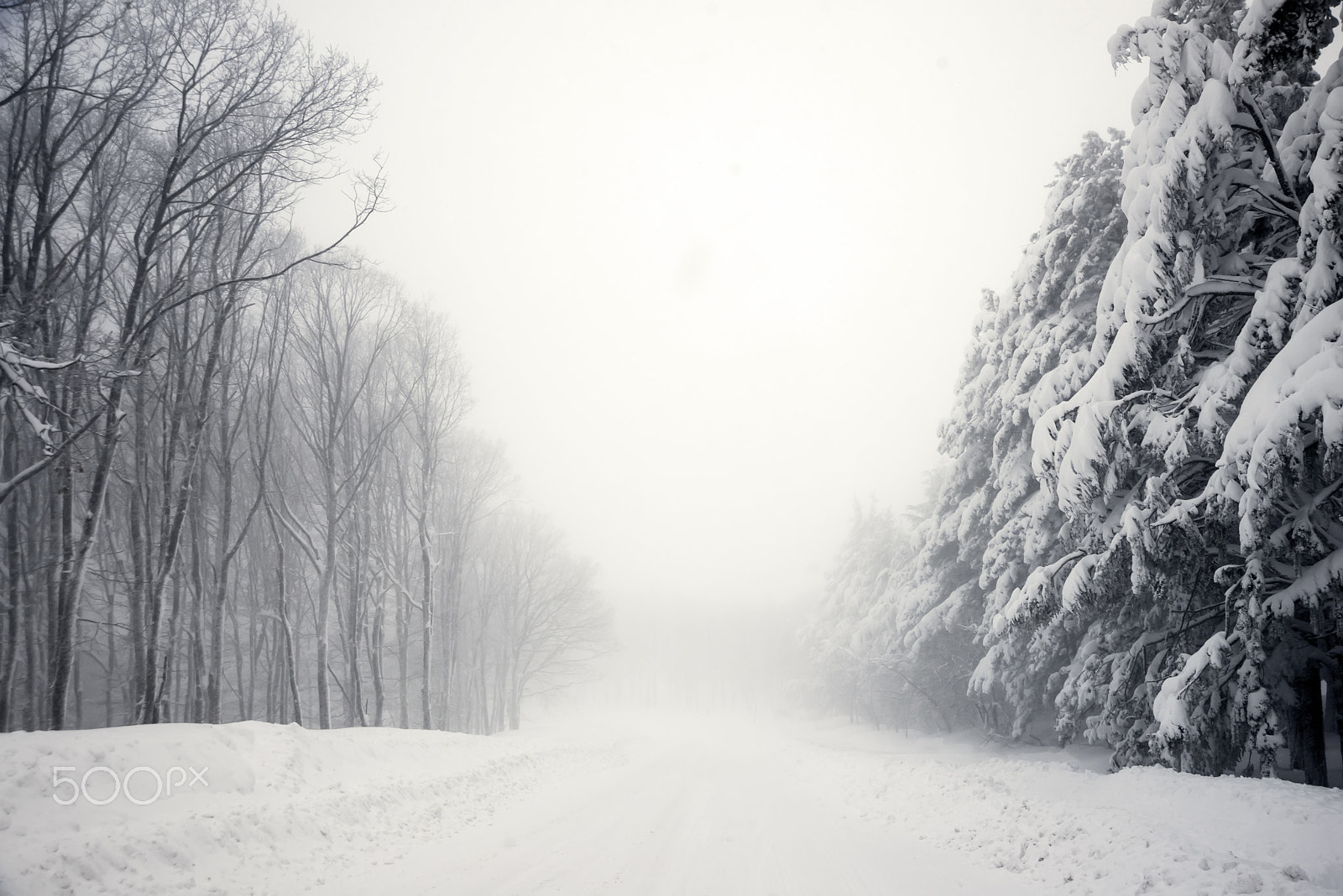Nikon AF Nikkor 24-85mm F2.8-4D IF sample photo. Road and trees in blizzard photography