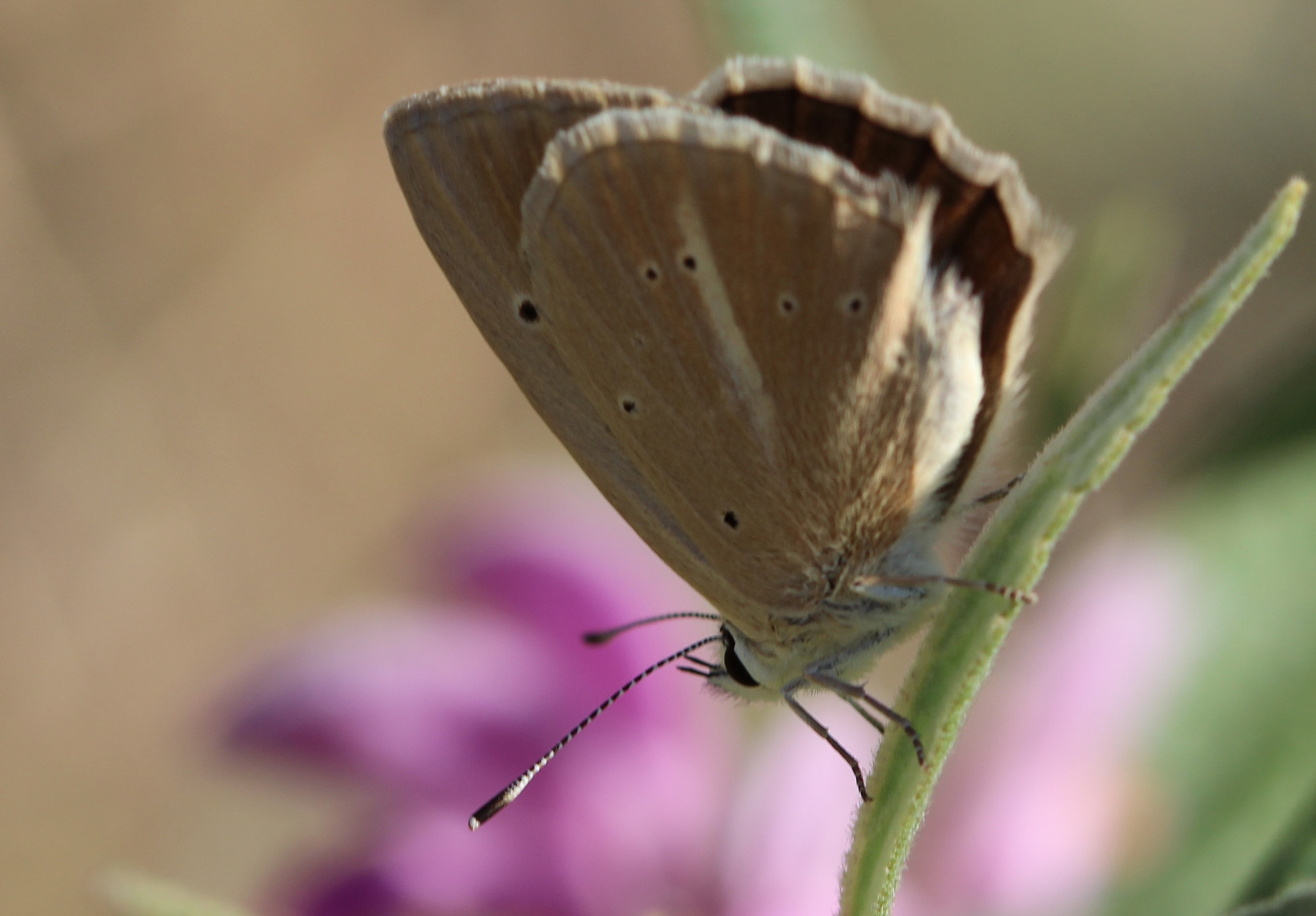 Canon EF 100mm F2.8 Macro USM sample photo. New year comes with new hopes photography