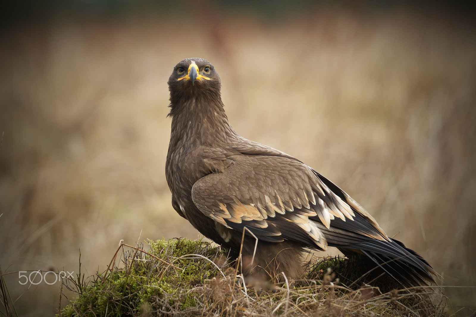 Canon EOS 7D Mark II + Canon EF 200-400mm F4L IS USM Extender 1.4x sample photo. Orel stepní (aquila nipalensis) photography