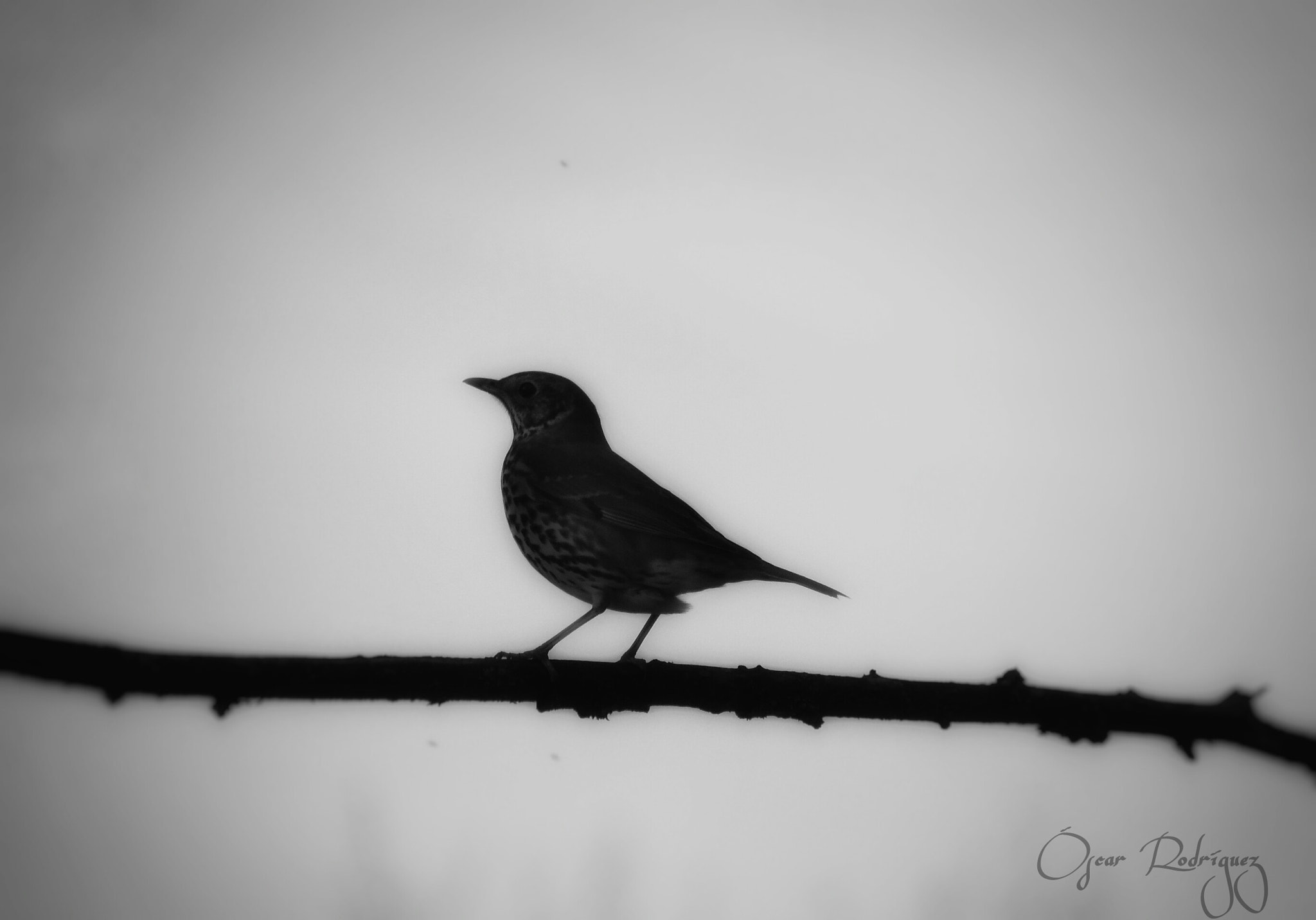 Samsung WB2200F sample photo. Bird. photography