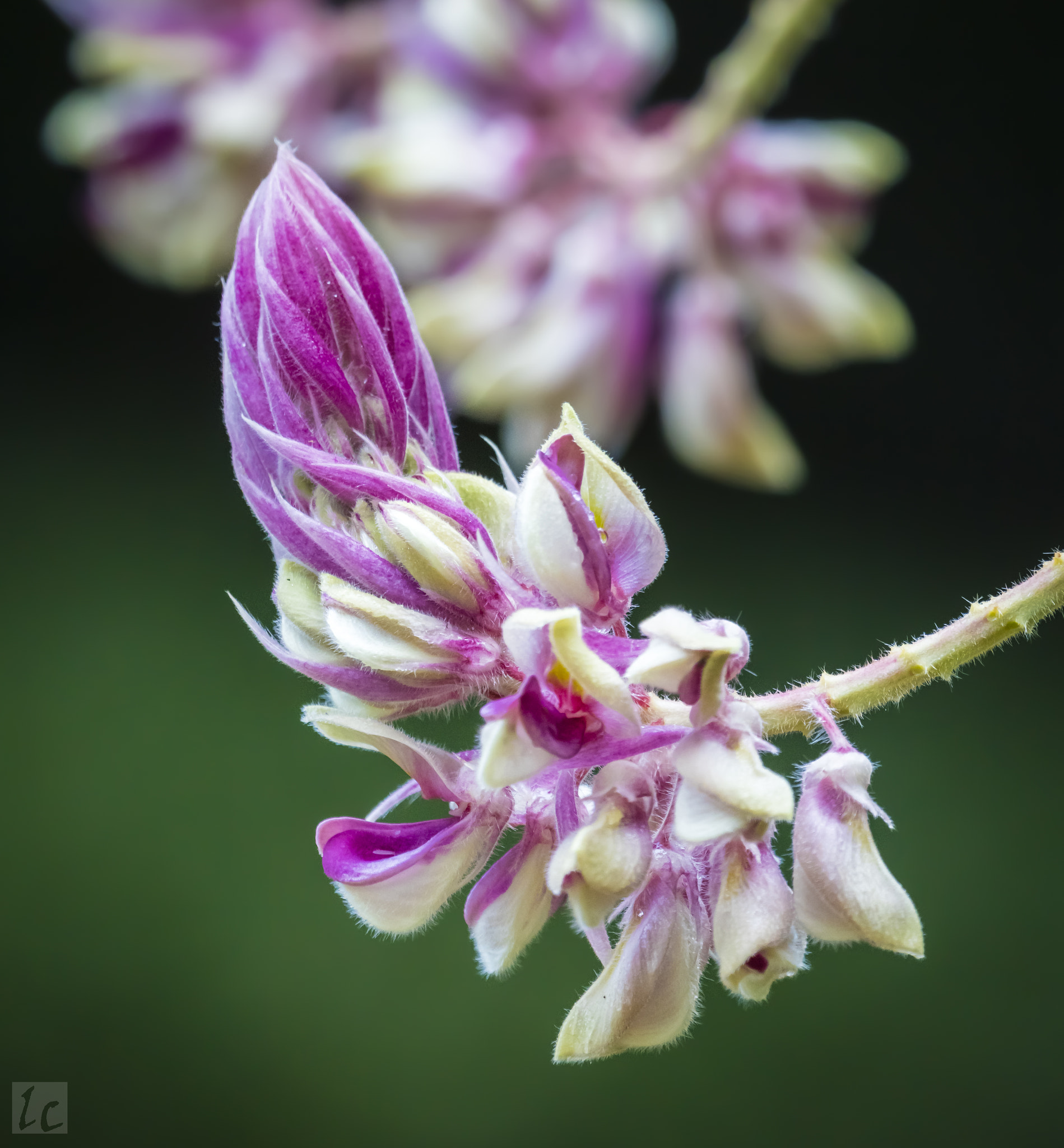 Canon EOS 5DS R sample photo. Tropical flowers photography
