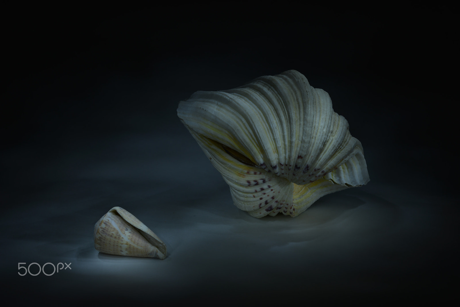 Nikon D800 + Nikon AF Micro-Nikkor 60mm F2.8D sample photo. In 2017, open your treasure - the mystery of the l photography