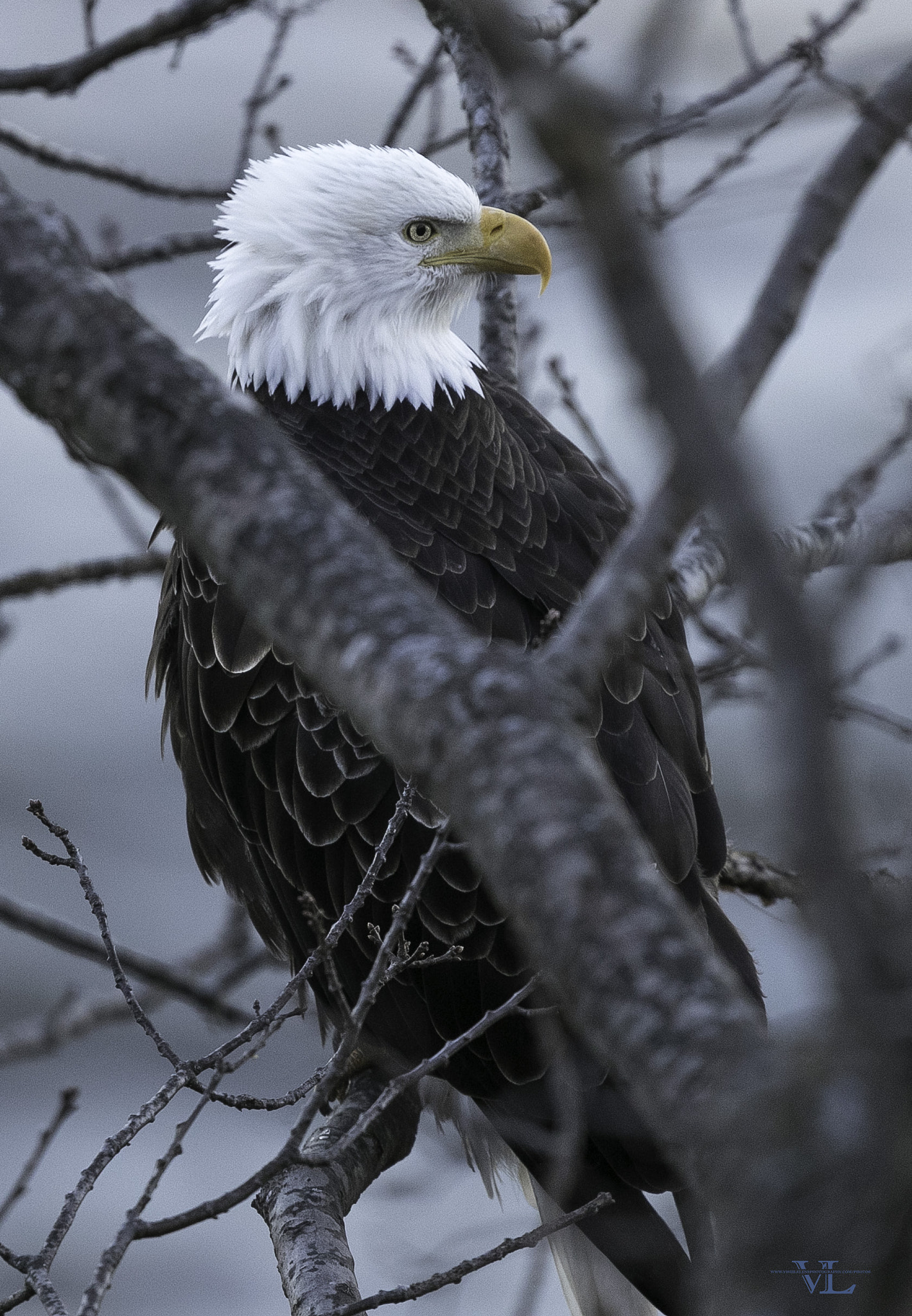 Canon EF 600mm F4L IS II USM sample photo. Undercover photography