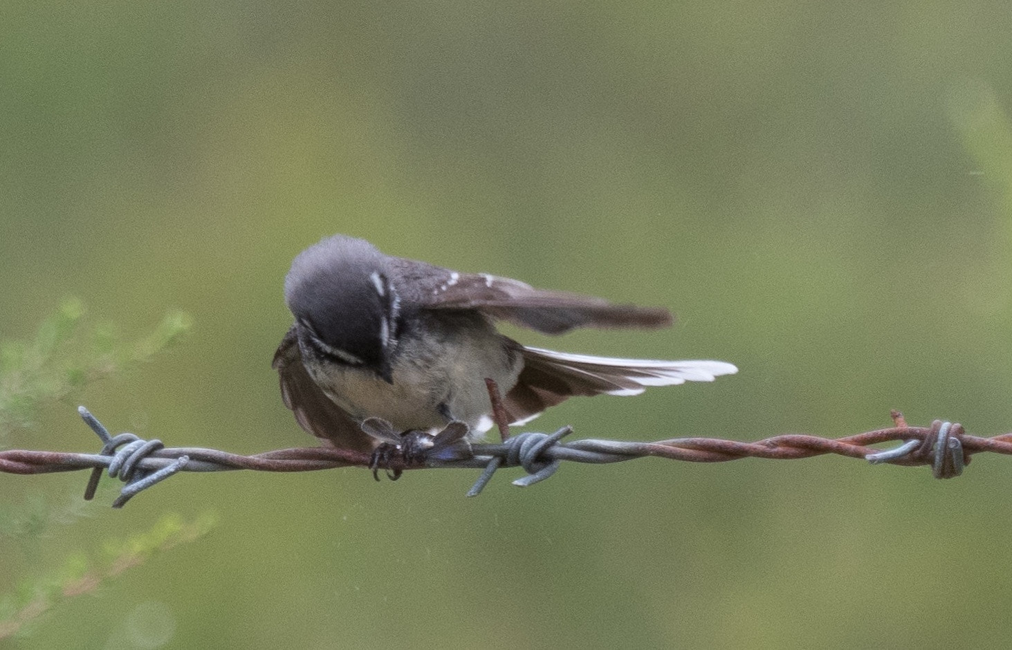 Olympus OM-D E-M5 II + Olympus M.Zuiko Digital ED 40-150mm F2.8 Pro sample photo. How to catch a wriggly butterfly! photography