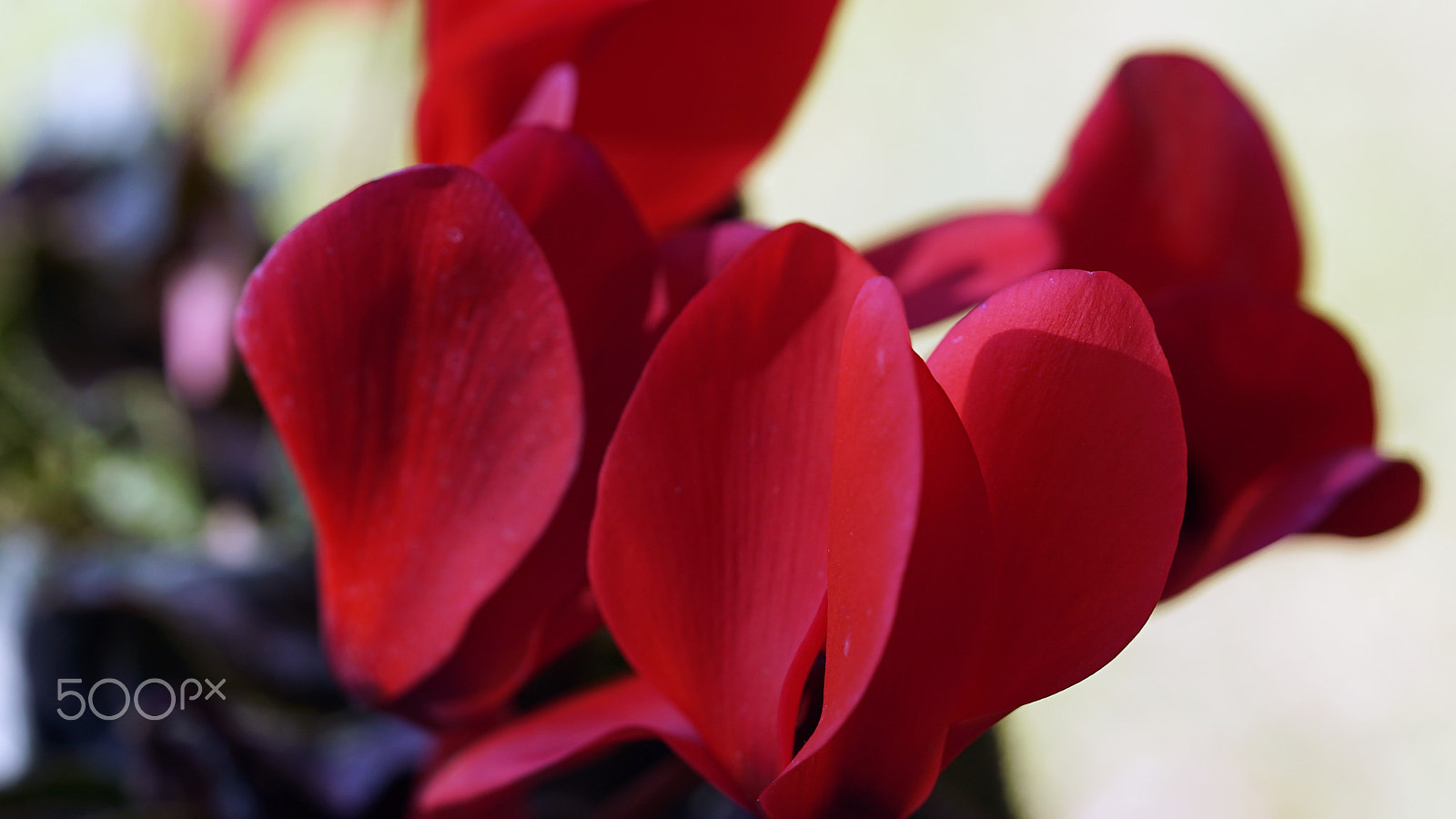 Sony a7S II + Sony FE 90mm F2.8 Macro G OSS sample photo. Seeing red photography