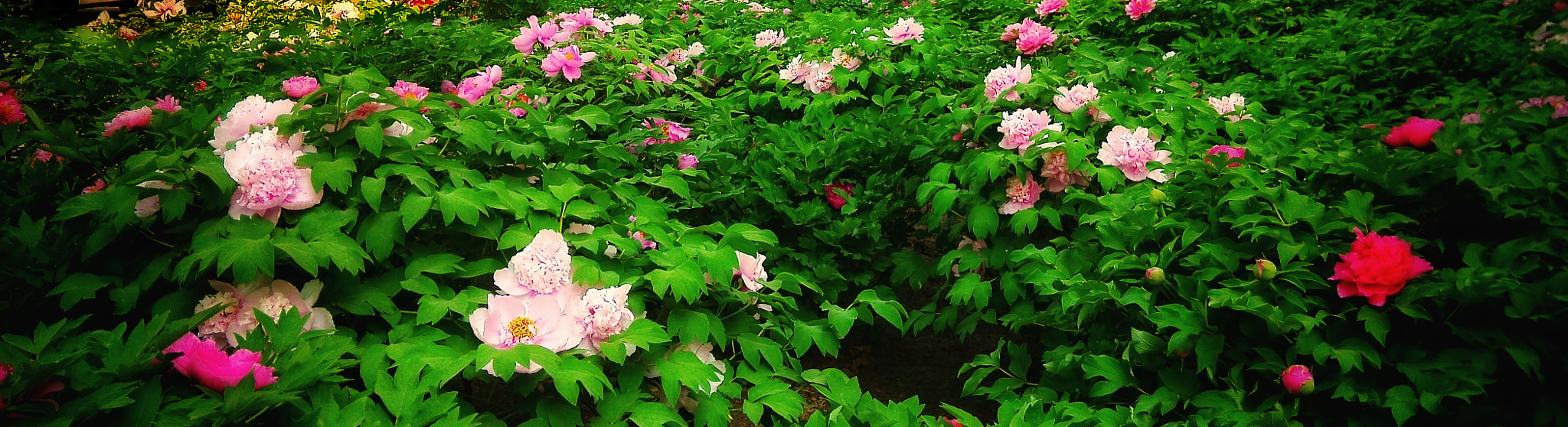 Xiaomi MI3 sample photo