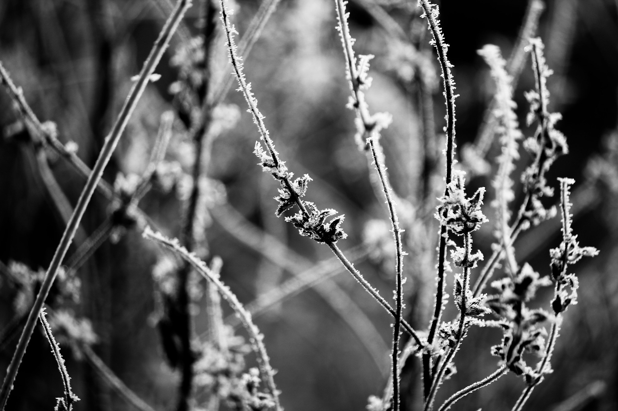 Canon EOS 550D (EOS Rebel T2i / EOS Kiss X4) sample photo. Frosty photography