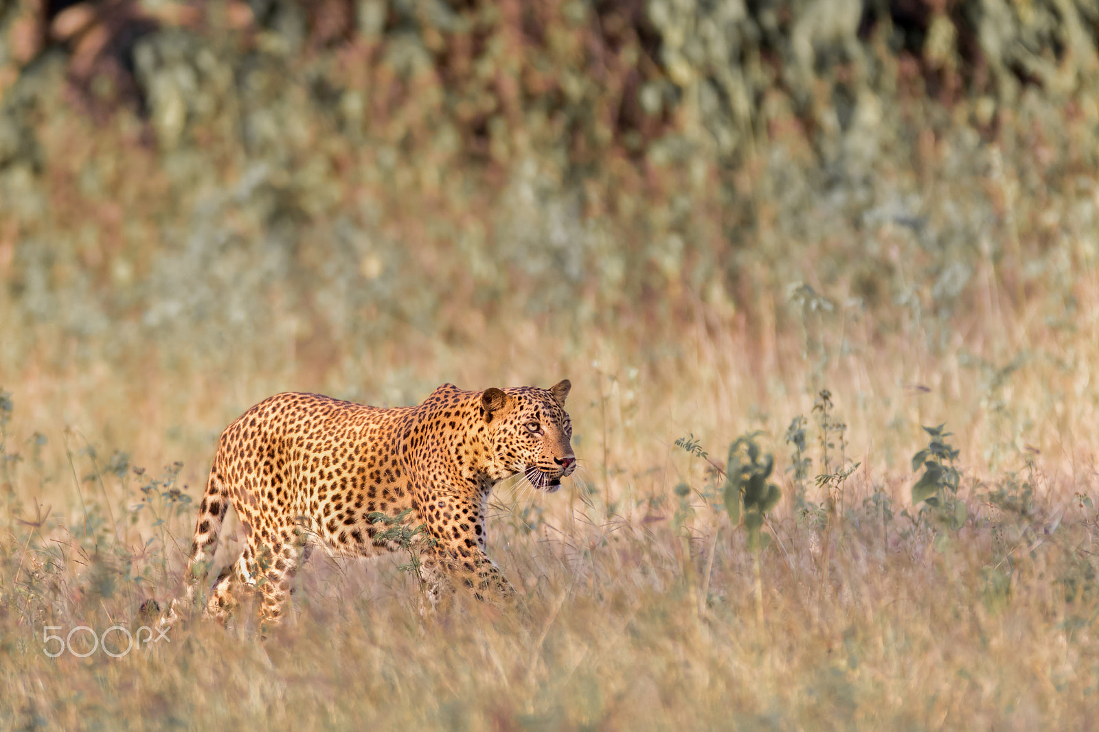 Canon EF 600mm f/4L IS sample photo. In the grass photography