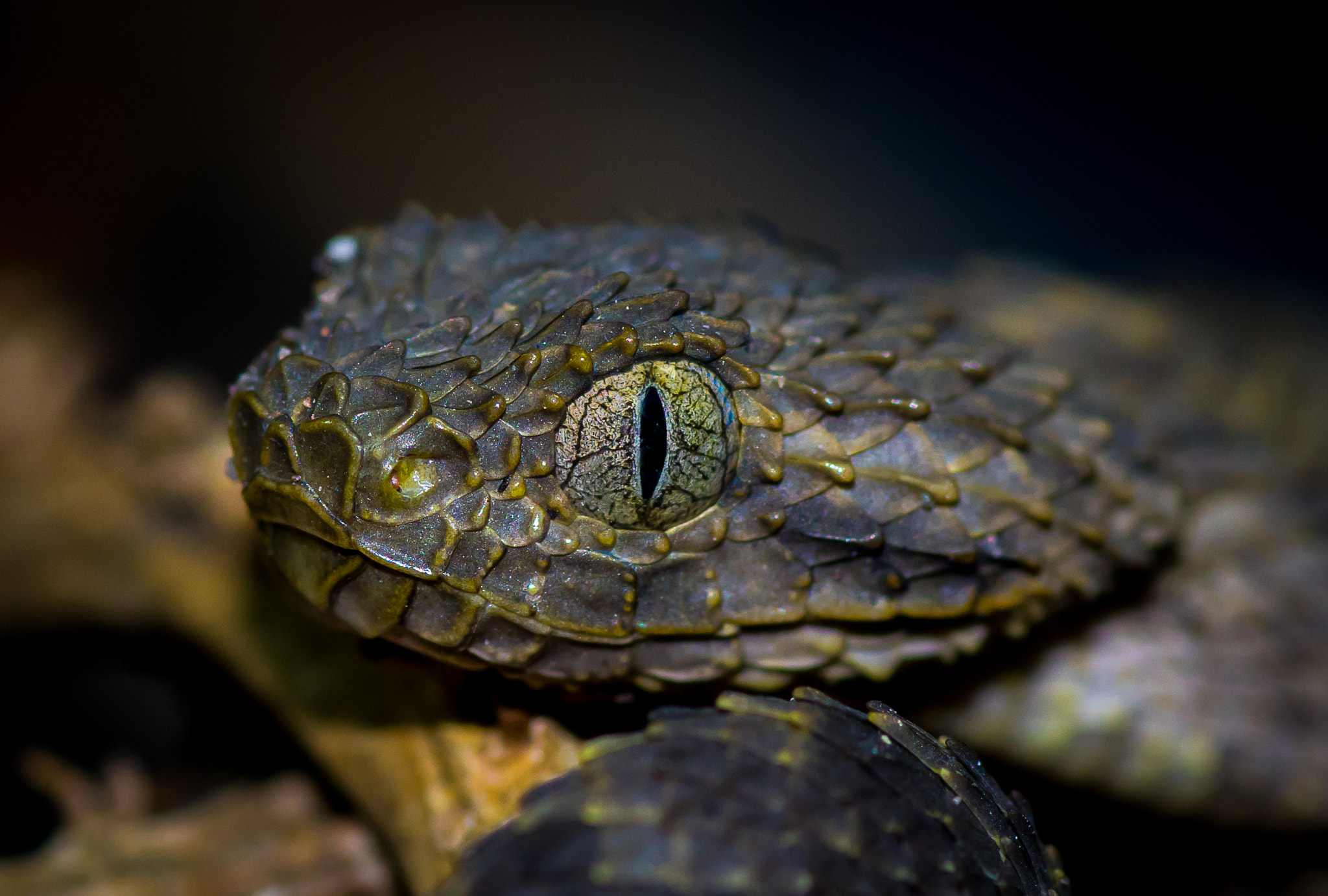 Pentax smc D-FA 100mm F2.8 Macro WR sample photo. Atheris squamigera photography